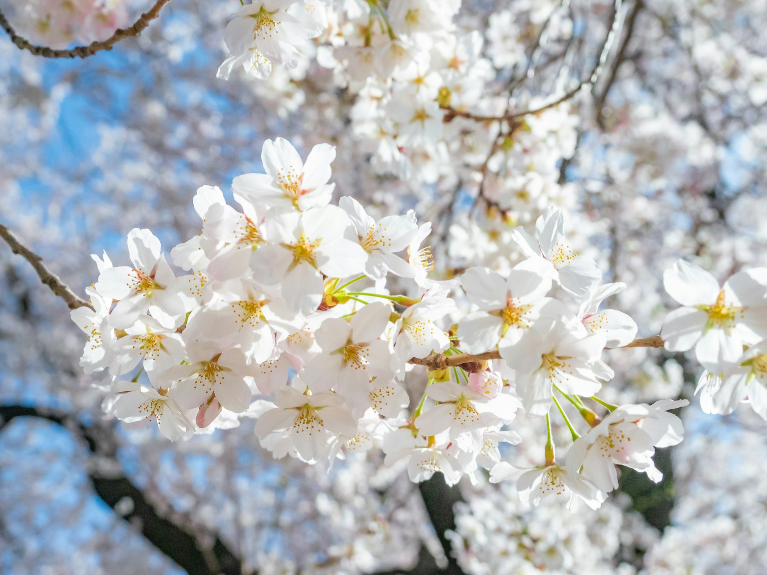 Primo piano di fiori di ciliegio bianchi su un ramo con uno sfondo di cielo blu