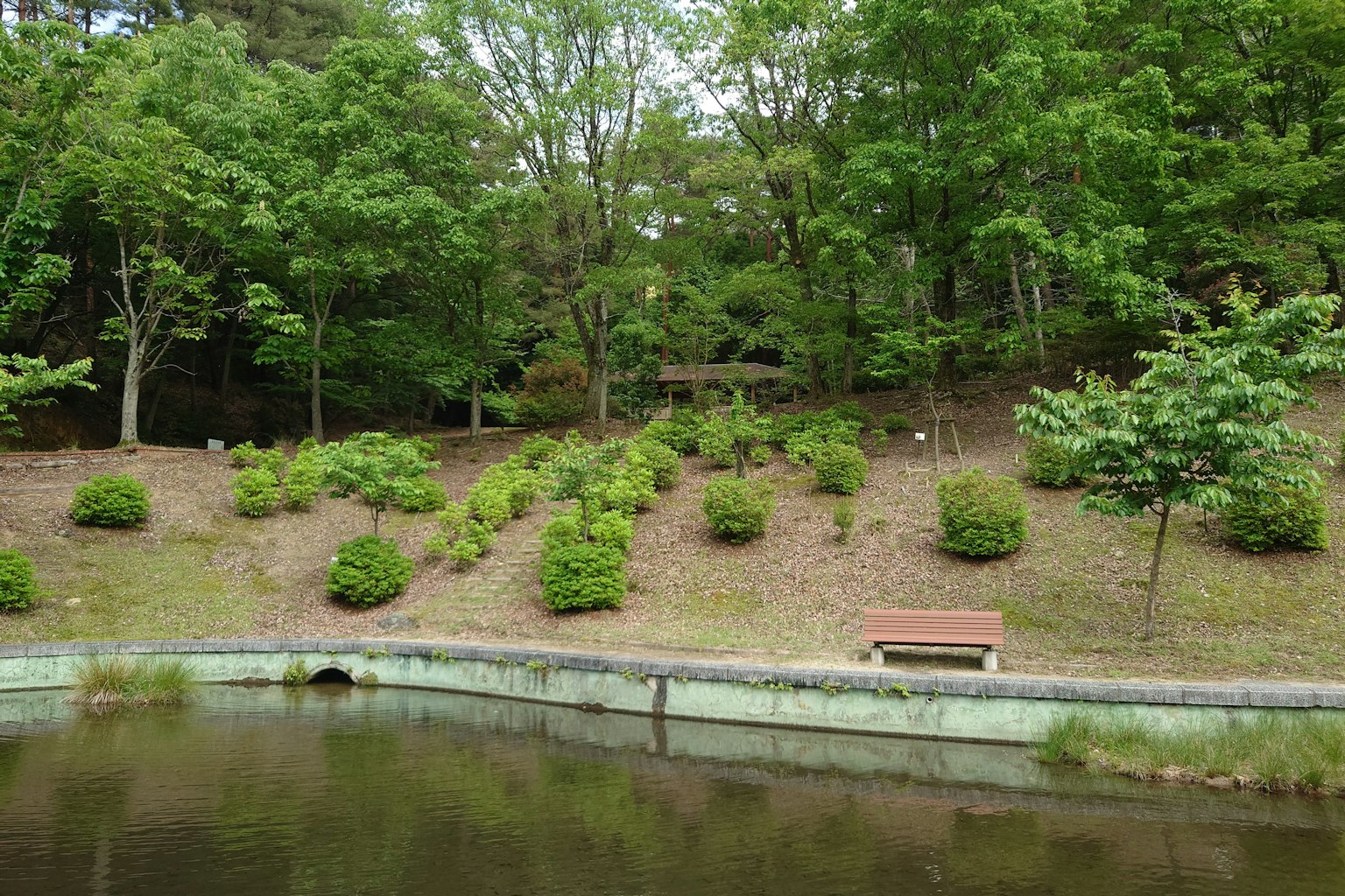 宁静池塘附近郁郁葱葱的绿色植物和灌木的风景