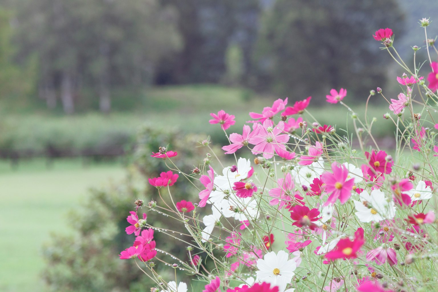 Colorful flowers in bloom with a soft green background