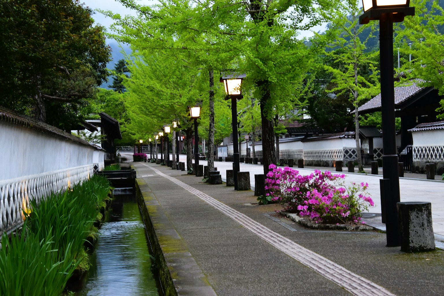 Serene pathway lined with green trees and lanterns