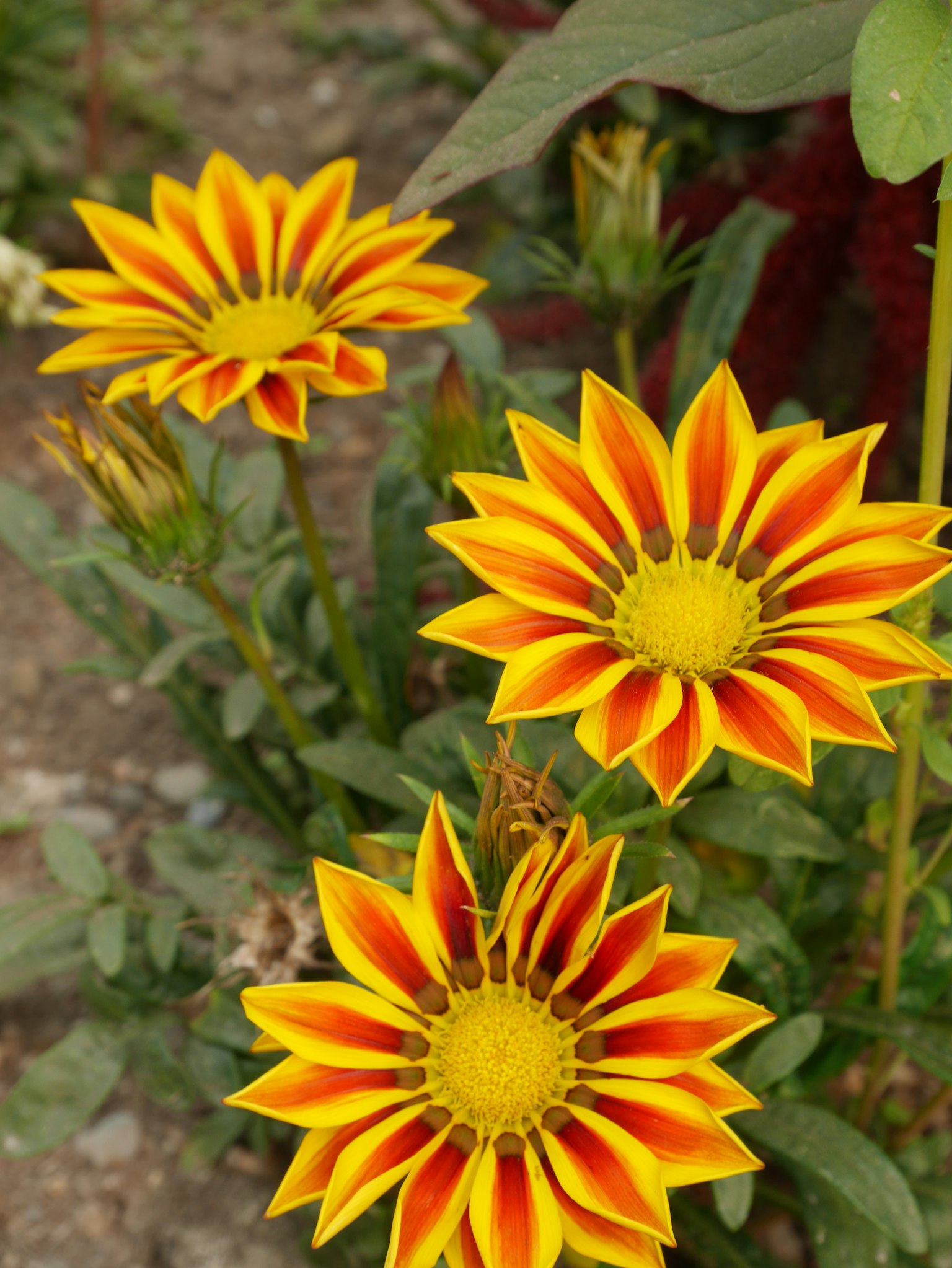 Fleurs jaunes et rouges vibrantes en fleurs dans un jardin