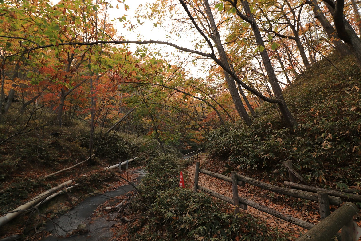 Forest path with autumn foliage and a small stream