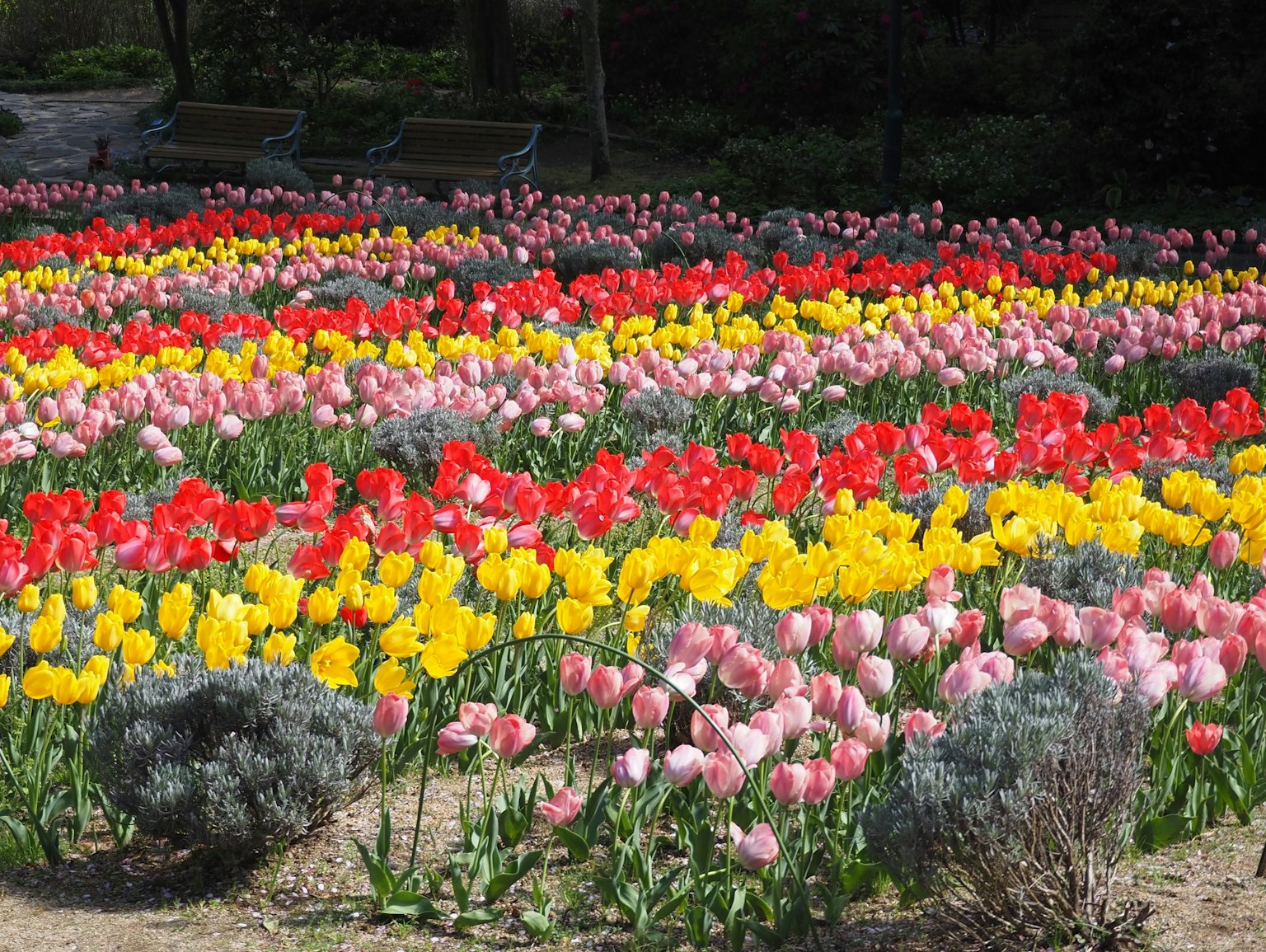Taman tulip berwarna-warni dengan barisan bunga merah kuning dan merah muda