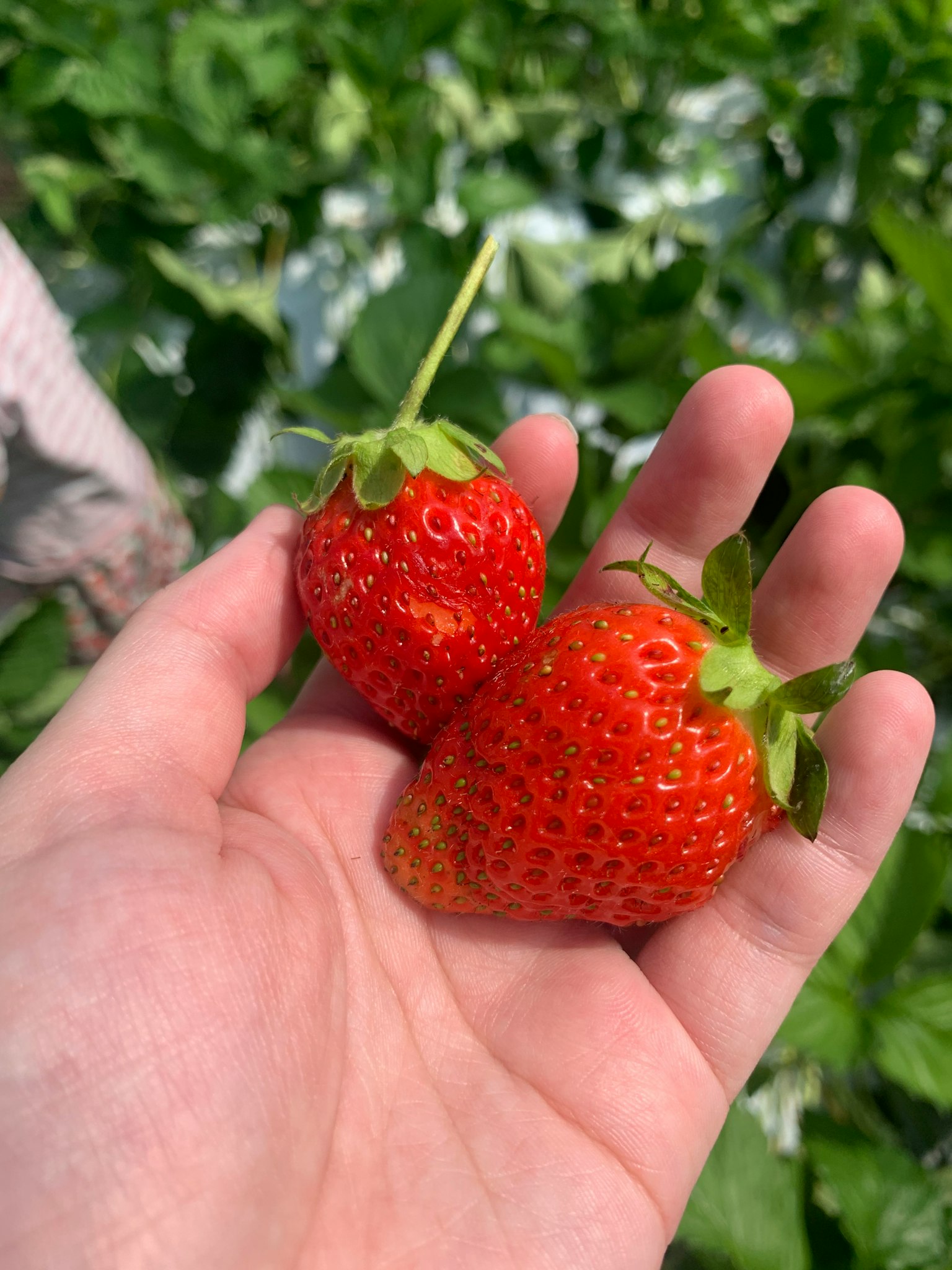 Deux fraises fraîches tenues dans une main entourées de feuilles vertes
