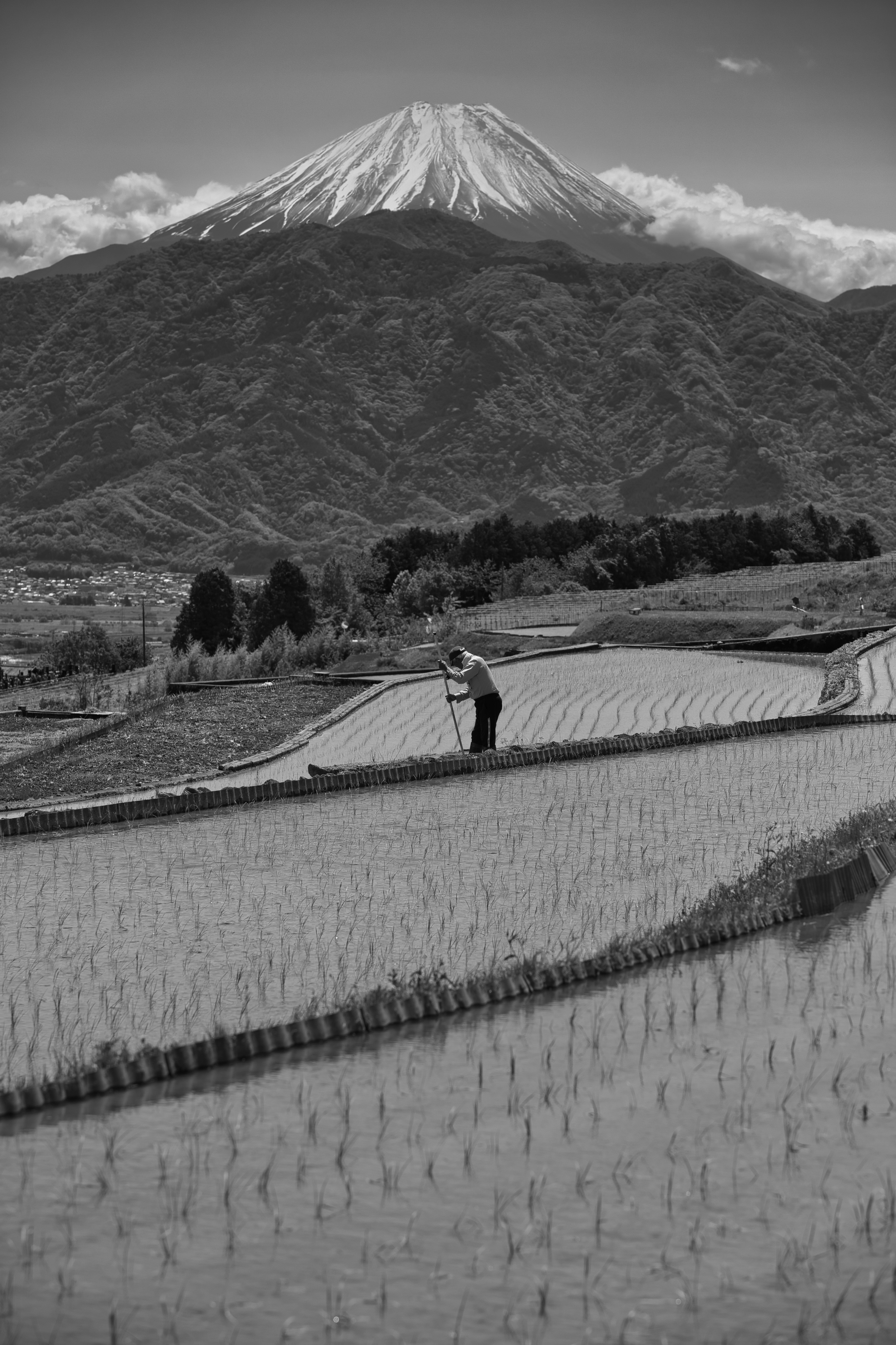 富士山を望む棚田の田植え風景