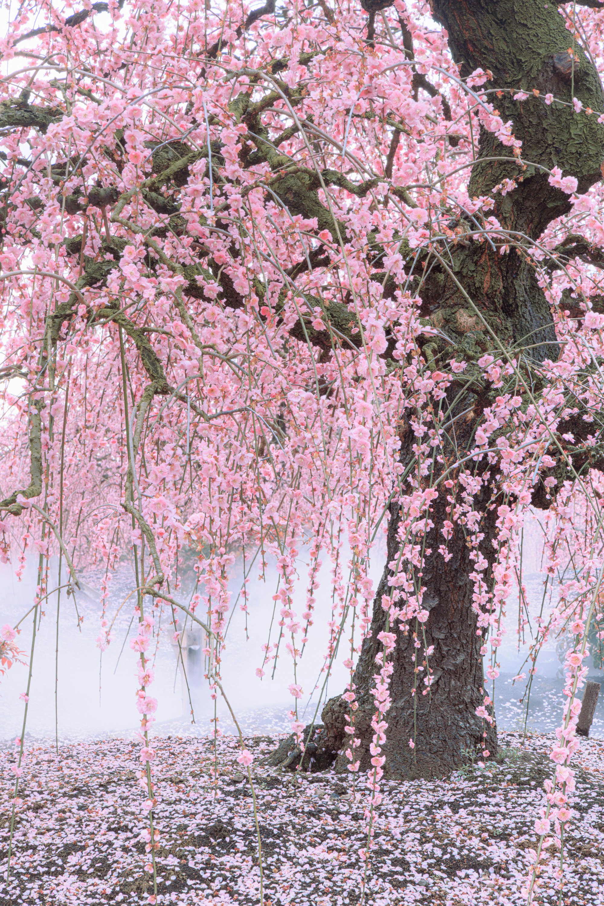 桜の花が咲き誇る並木の下