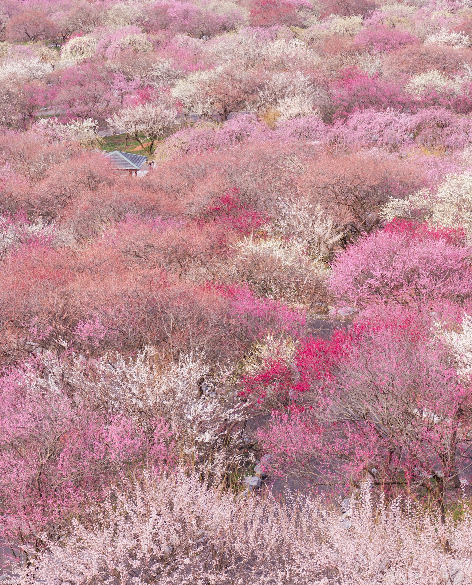 ทิวทัศน์ที่น่าทึ่งของซากุระที่บานสะพรั่ง มีดอกไม้สีชมพูและขาวสดใส