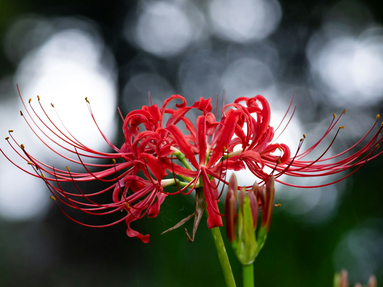 Close-up of red spider lily flowers in bloom