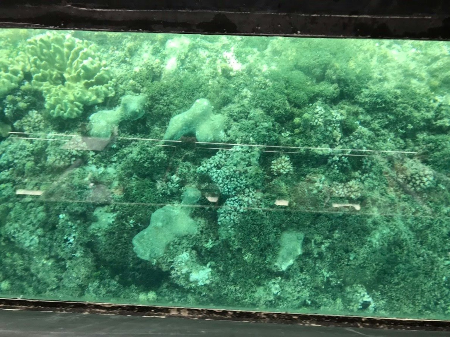 Scena vibrante di barriera corallina sott'acqua con acqua cristallina