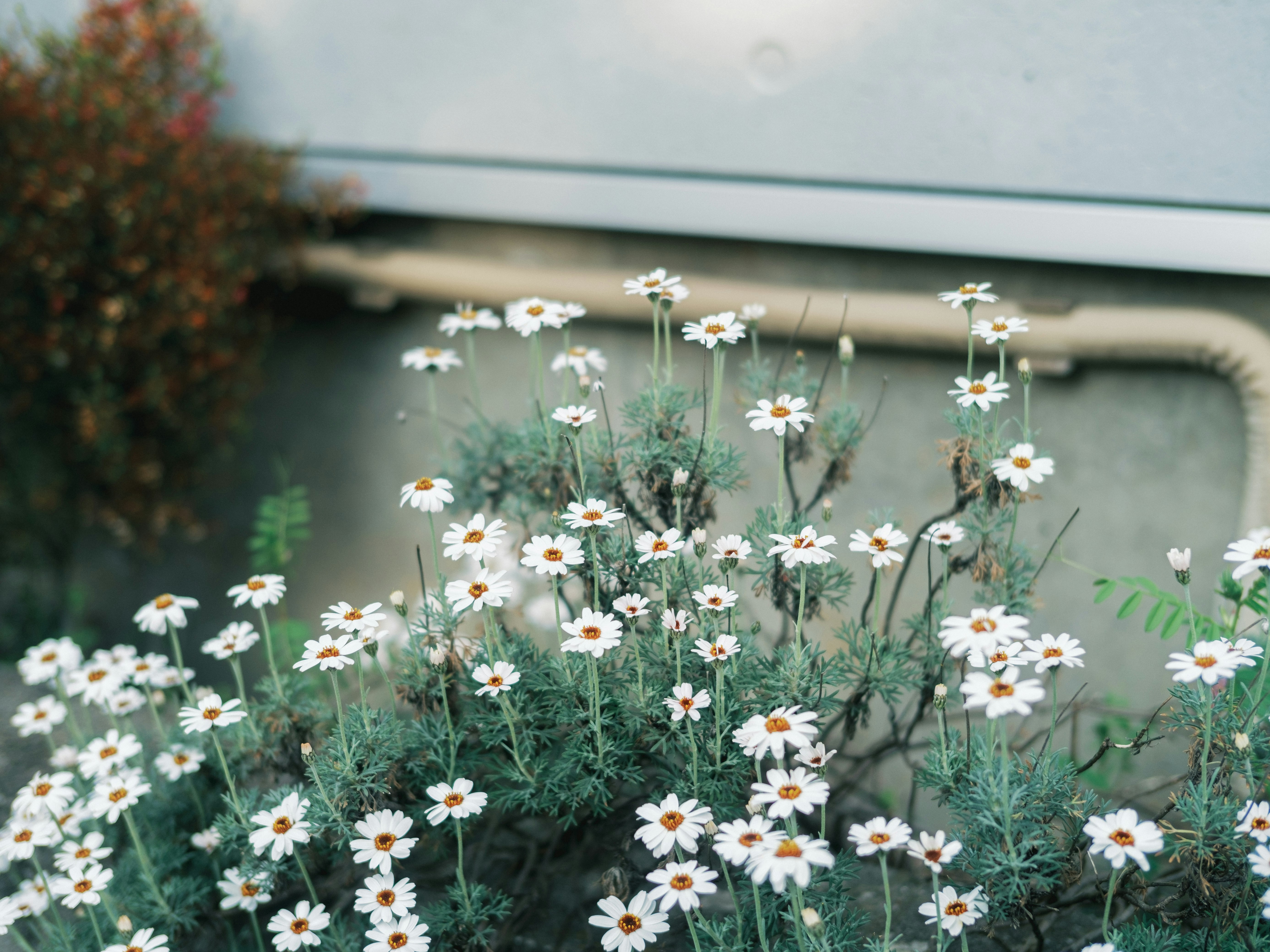 排水溝の縁に咲く小さなマーガレットの花
