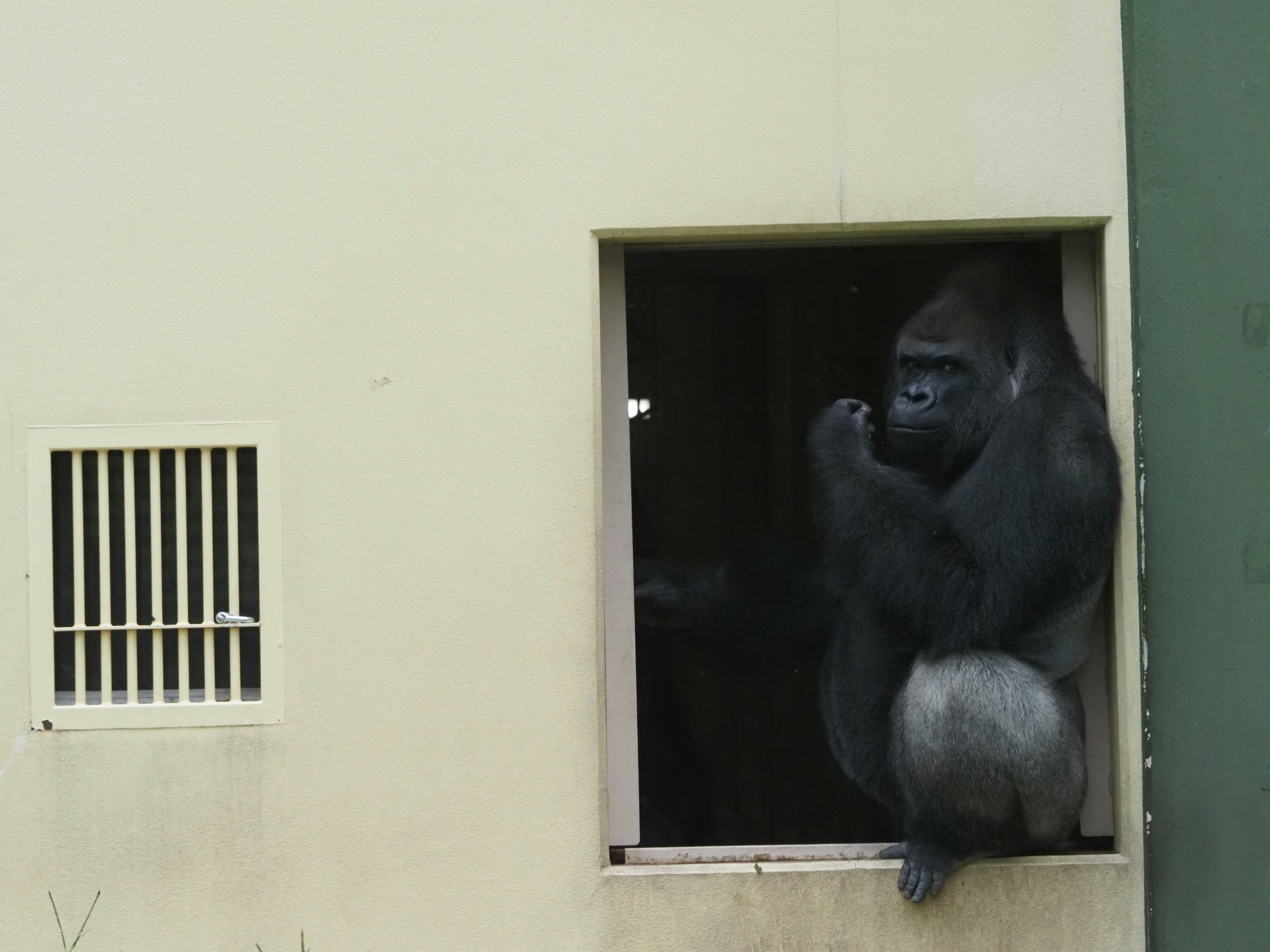 窓の開口部に座るゴリラのような動物