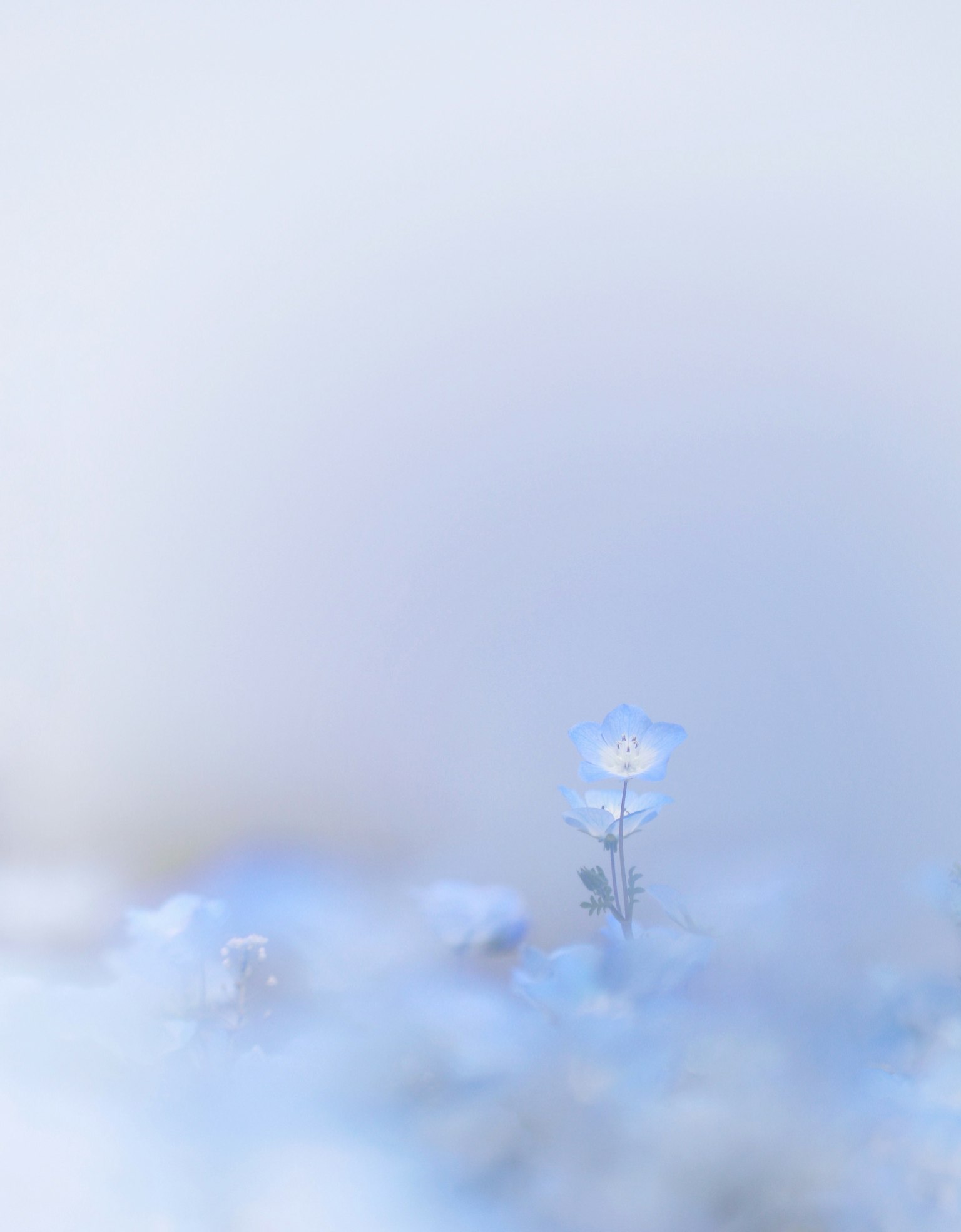 Un delicato fiore blu che emerge da uno sfondo nebbioso