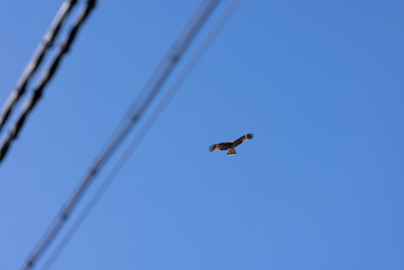 Falco che vola contro un cielo blu con linee elettriche