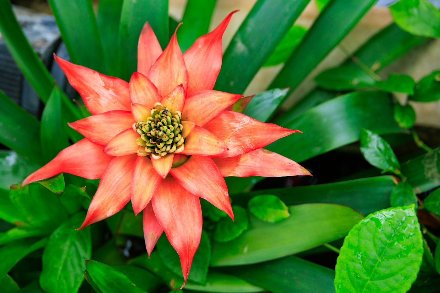 Flor roja vibrante rodeada de hojas verdes