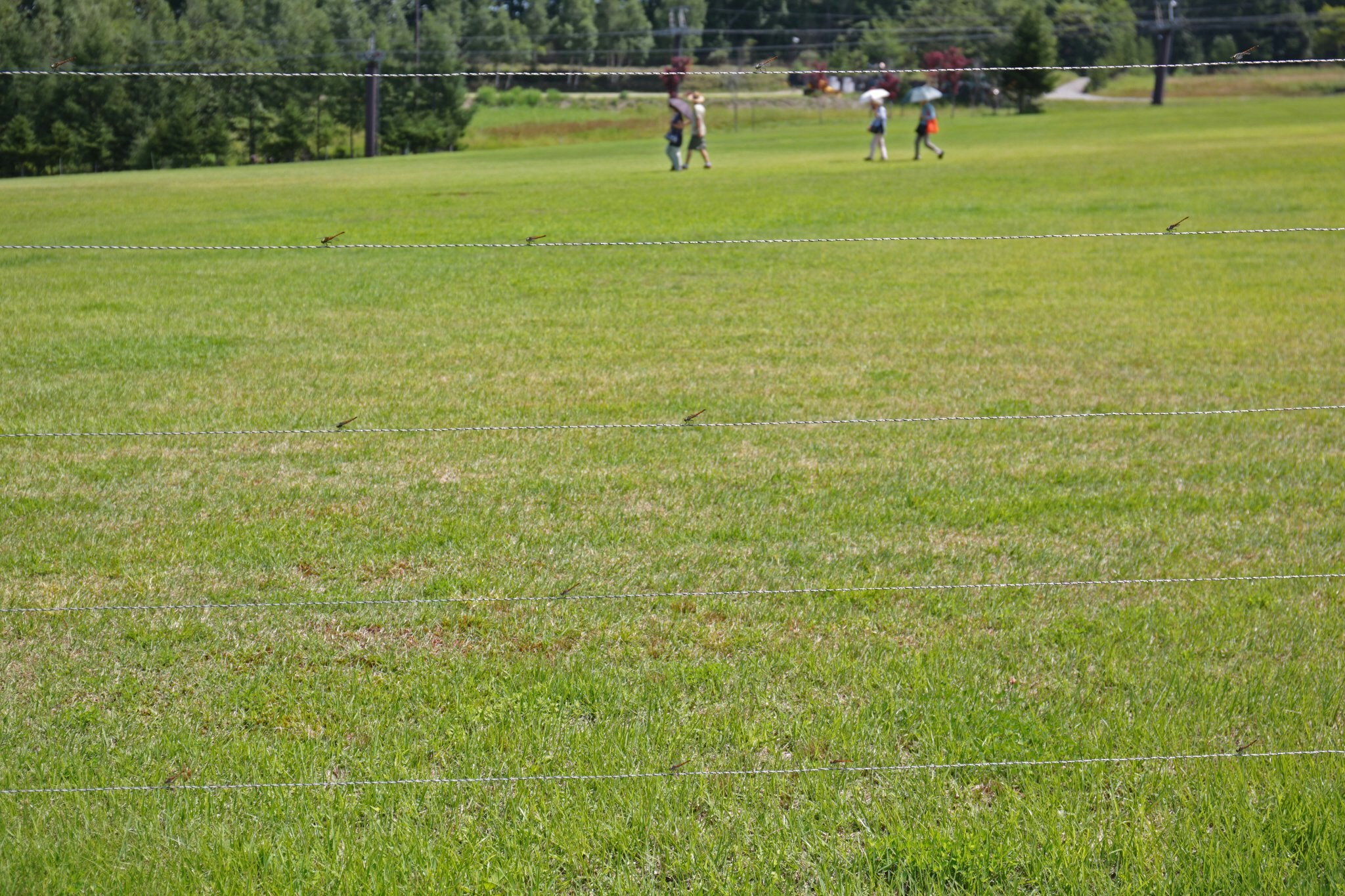 entfernte Fußballspieler auf einem Rasenfeld