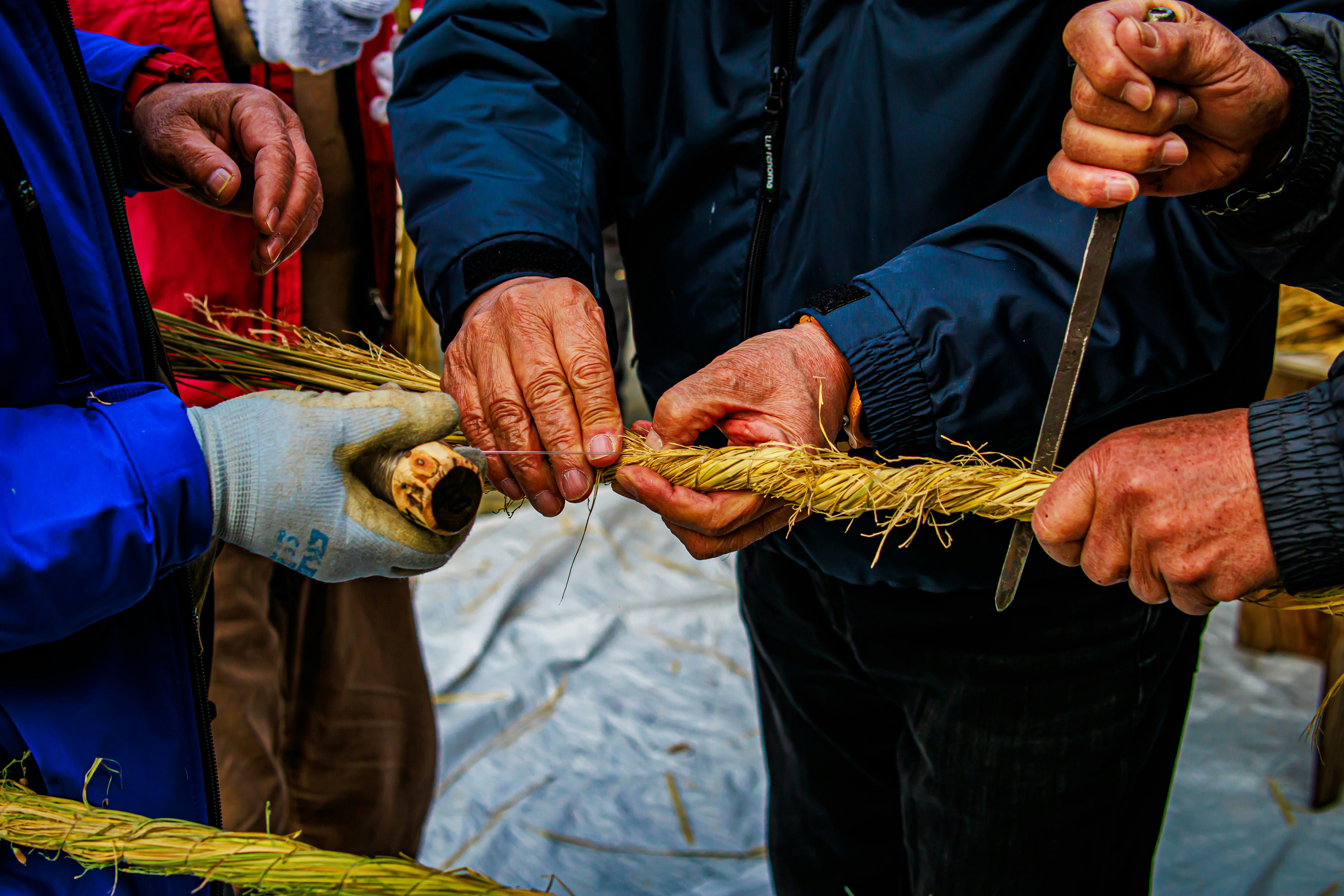 hands tying bundles of rice stalks during farm work