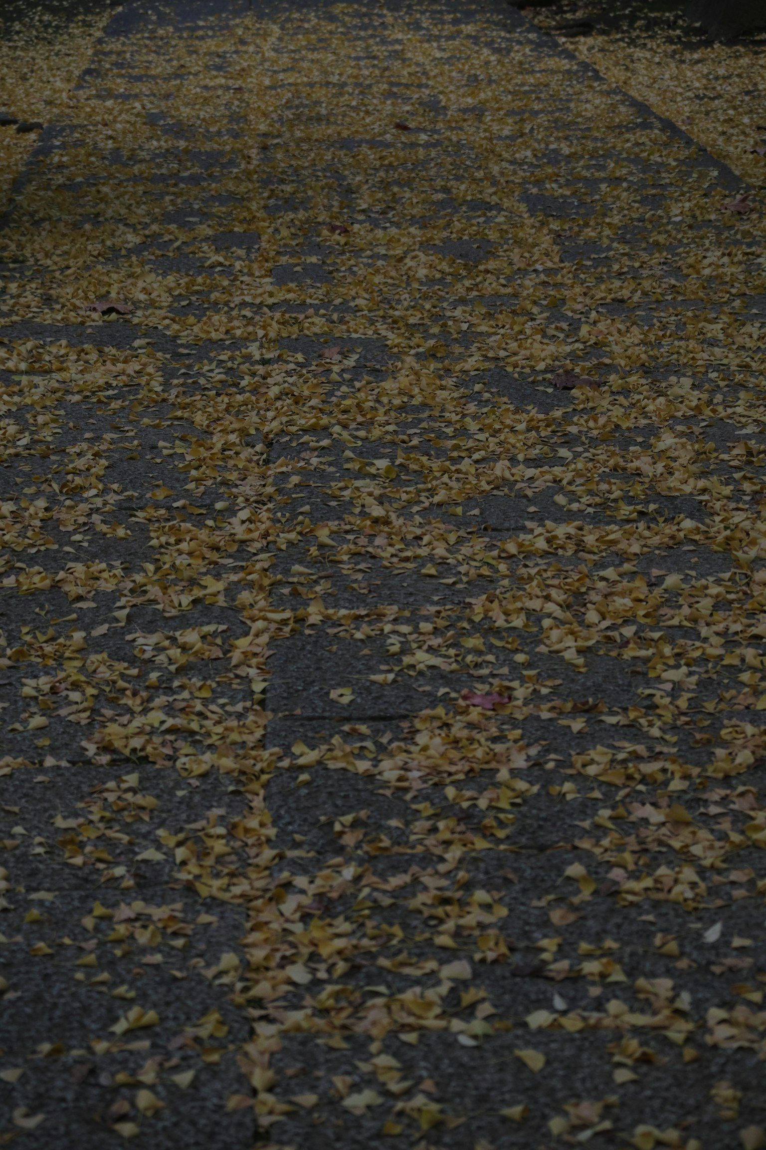 Paved path covered with scattered yellow leaves