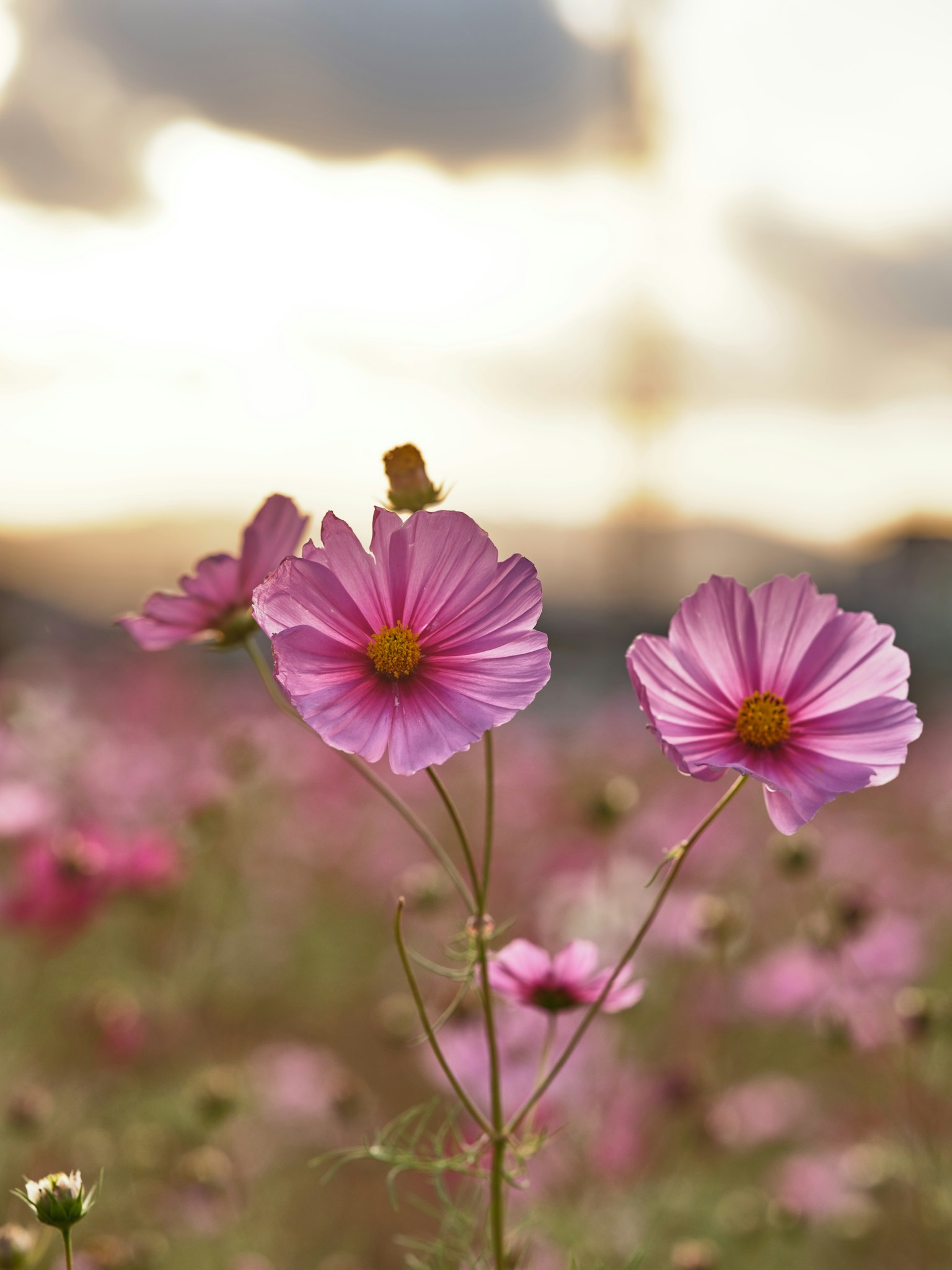 Primo piano di fiori di cosmos rosa con sfondo di tramonto
