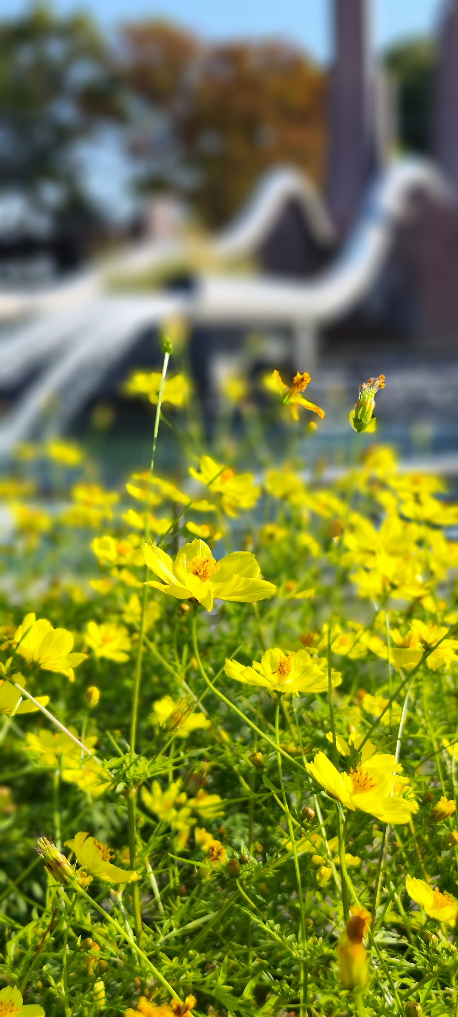 Gros plan de fleurs jaunes vives avec une fontaine floue en arrière-plan