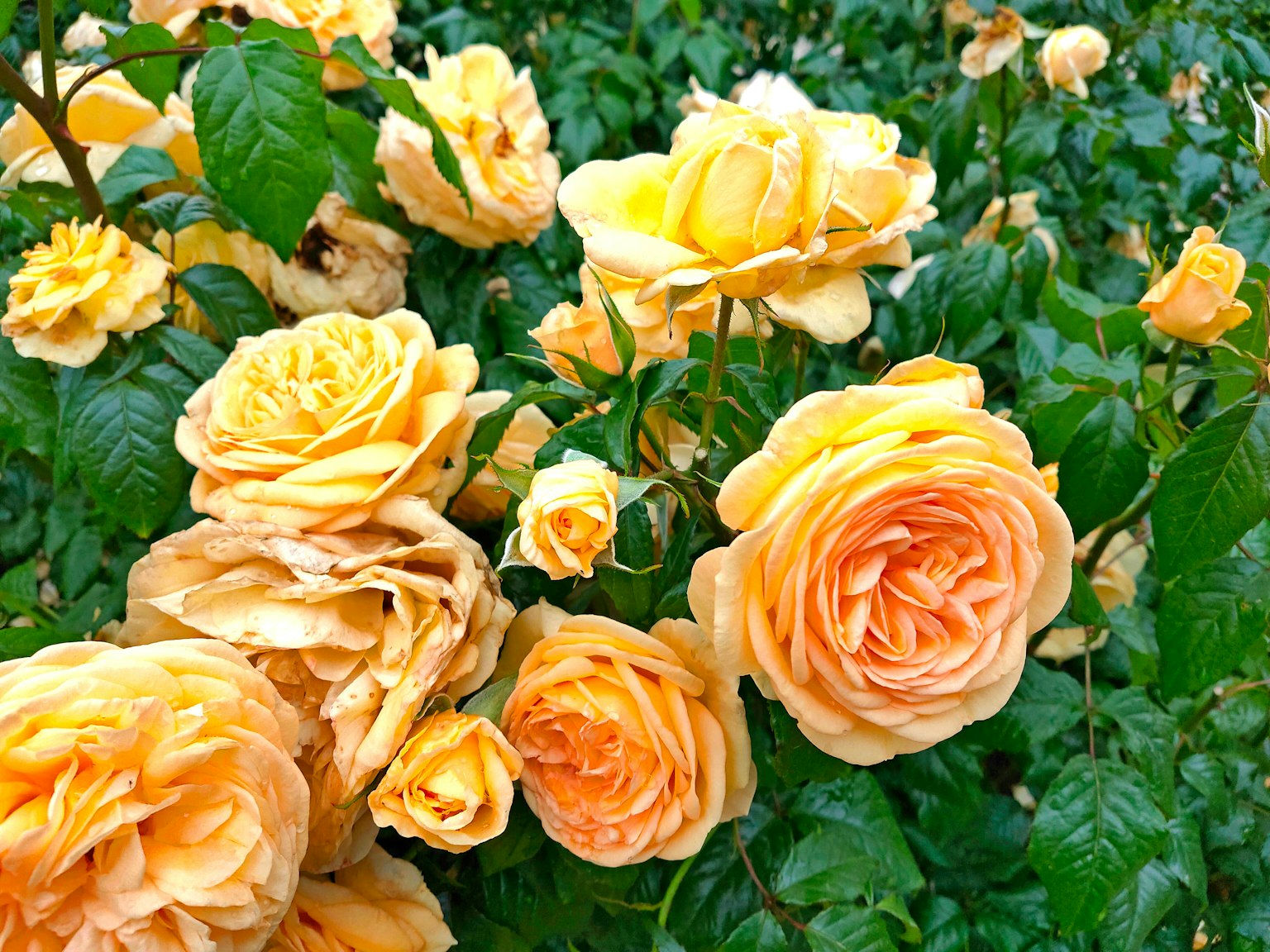 Una scena di giardino con rose gialle in fiore