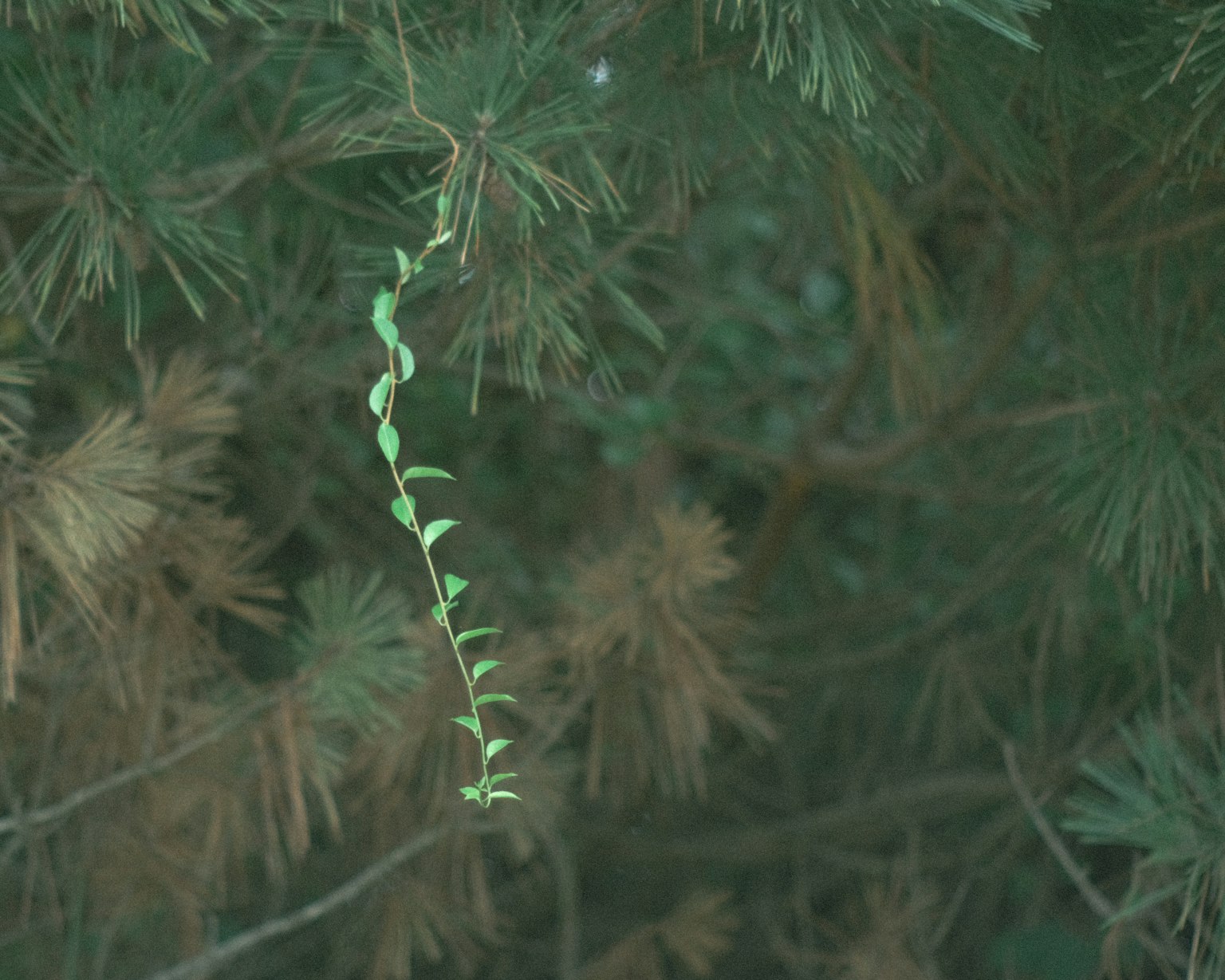 Image d'une feuille verte en forme de vigne sur un fond de conifère vert foncé