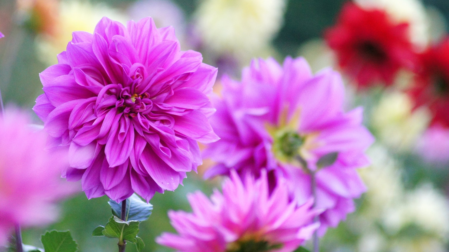 Dahlias roses vibrants en fleurs dans un jardin