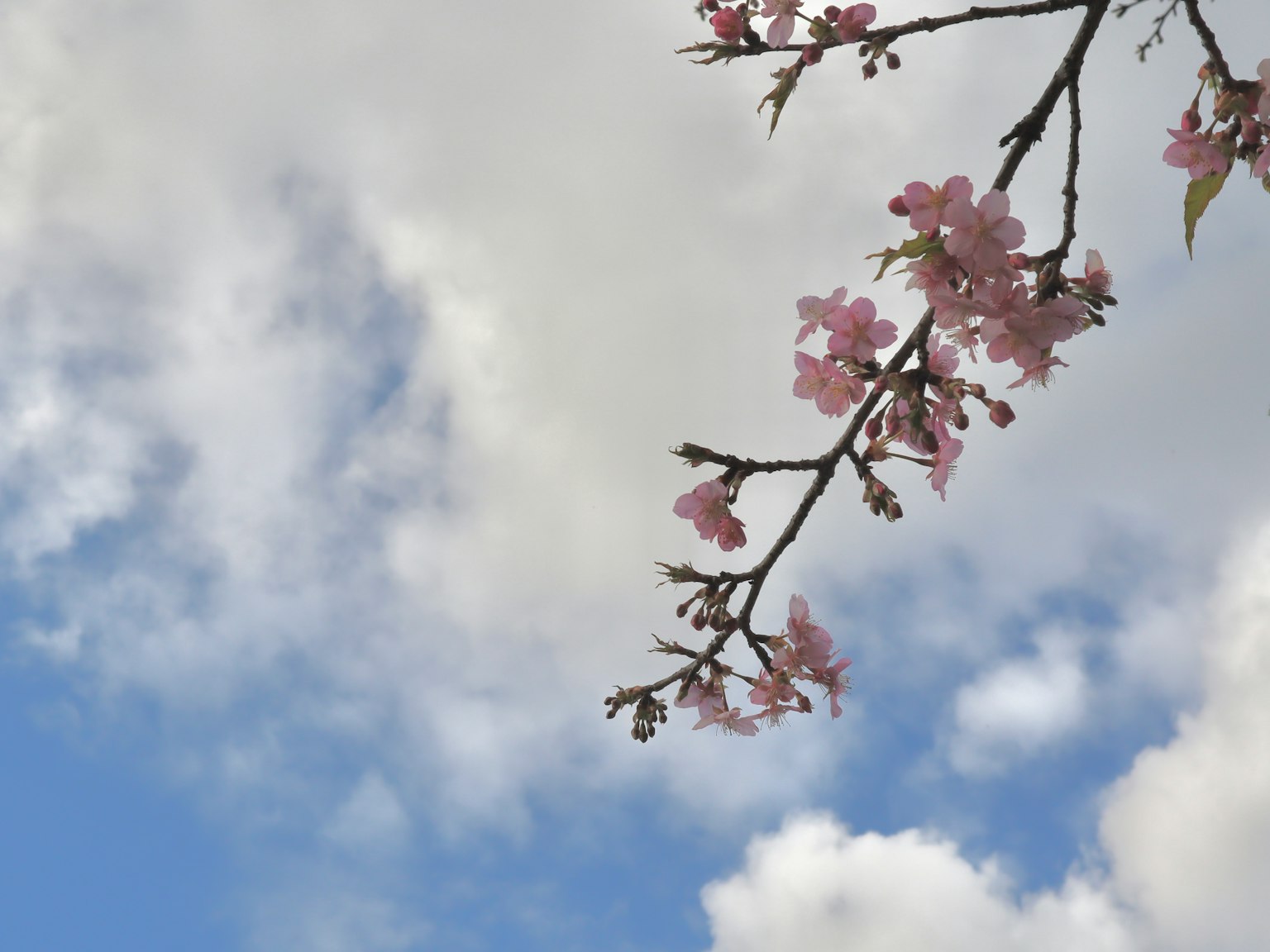 櫻花枝在藍天和雲彩中