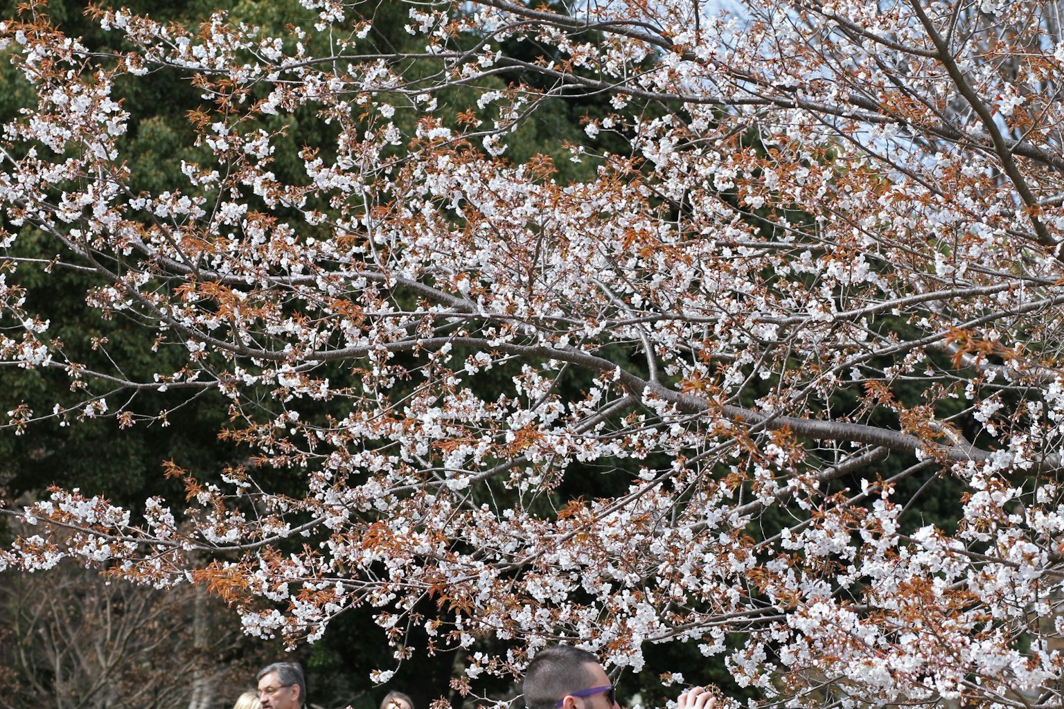 A scene featuring cherry blossom branches with flowers and people