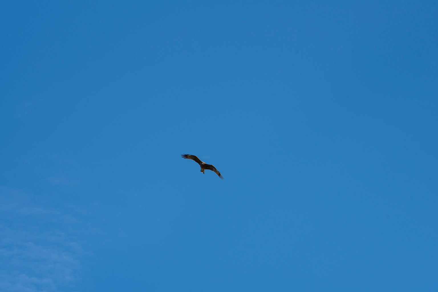 Silhouette of a bird flying against a blue sky