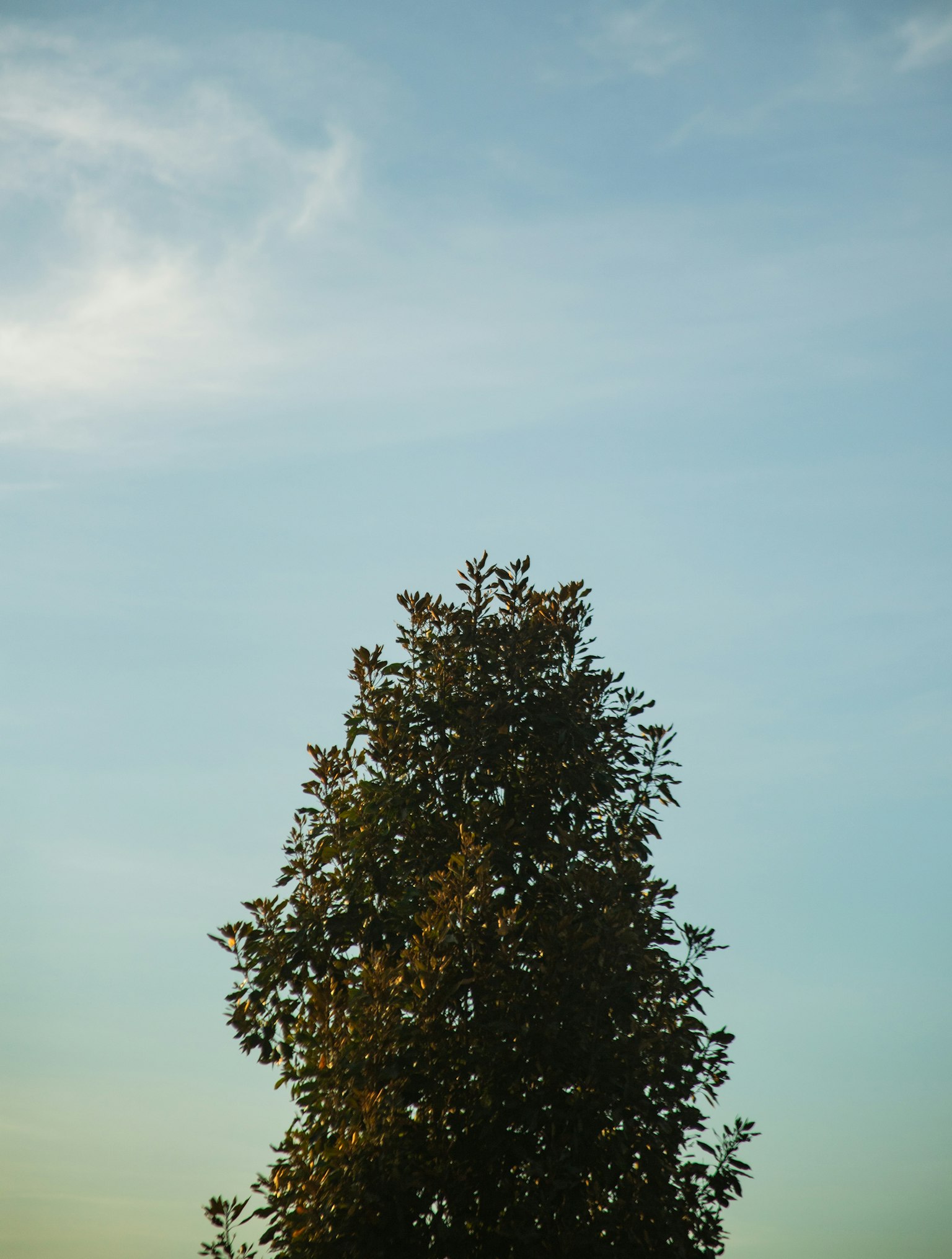 Top part of a large tree under a blue sky