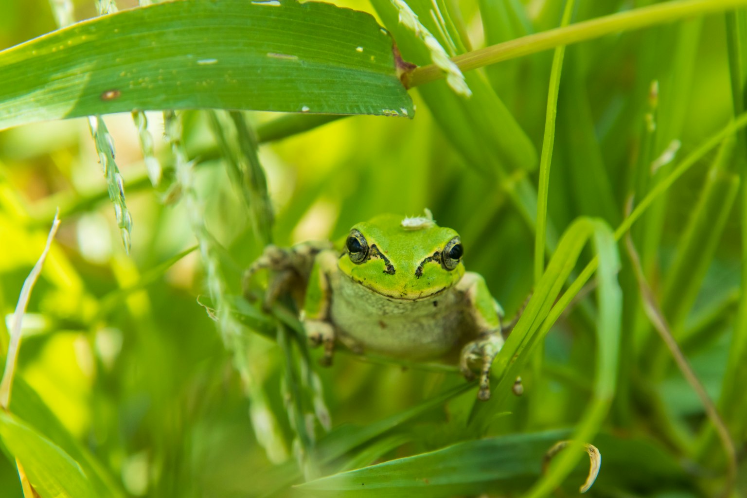 Grüne Frosch im üppigen Gras