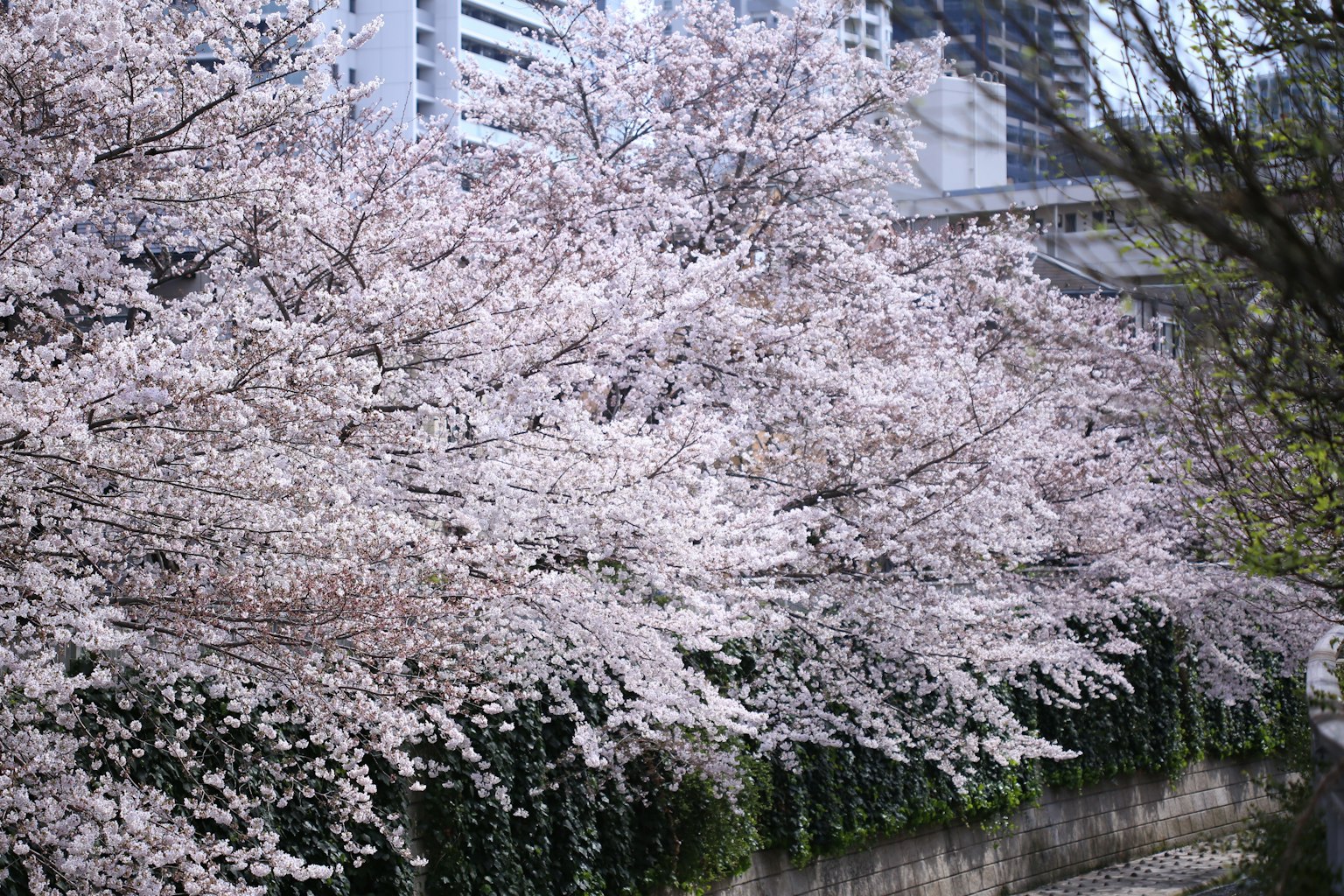 Alberi di ciliegio in fiore lungo una scena fluviale