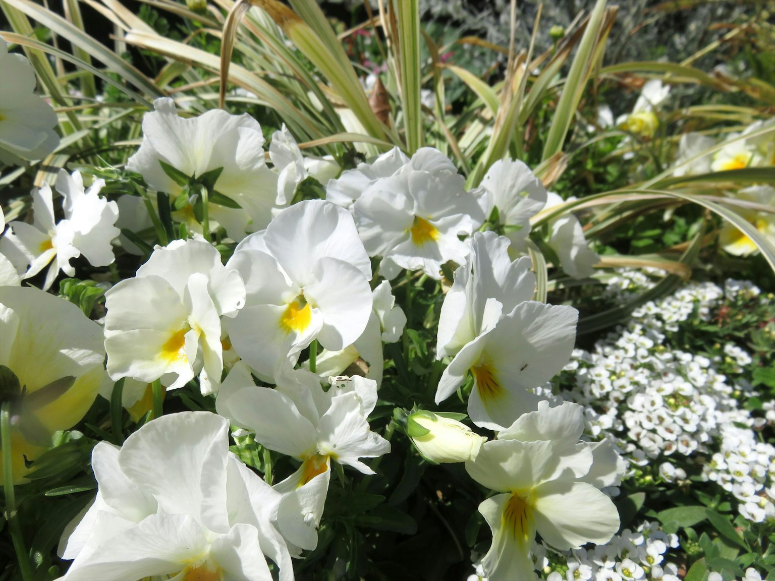 Eine lebendige Darstellung von weißen Blumen mit gelben Zentren, eingebettet in grünes Laub