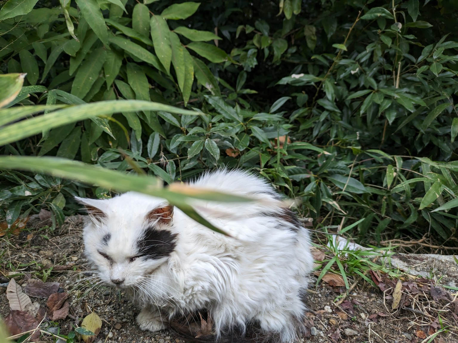 푸른 식물 사이에 앉아 있는 털이 부풀린 흰 고양이