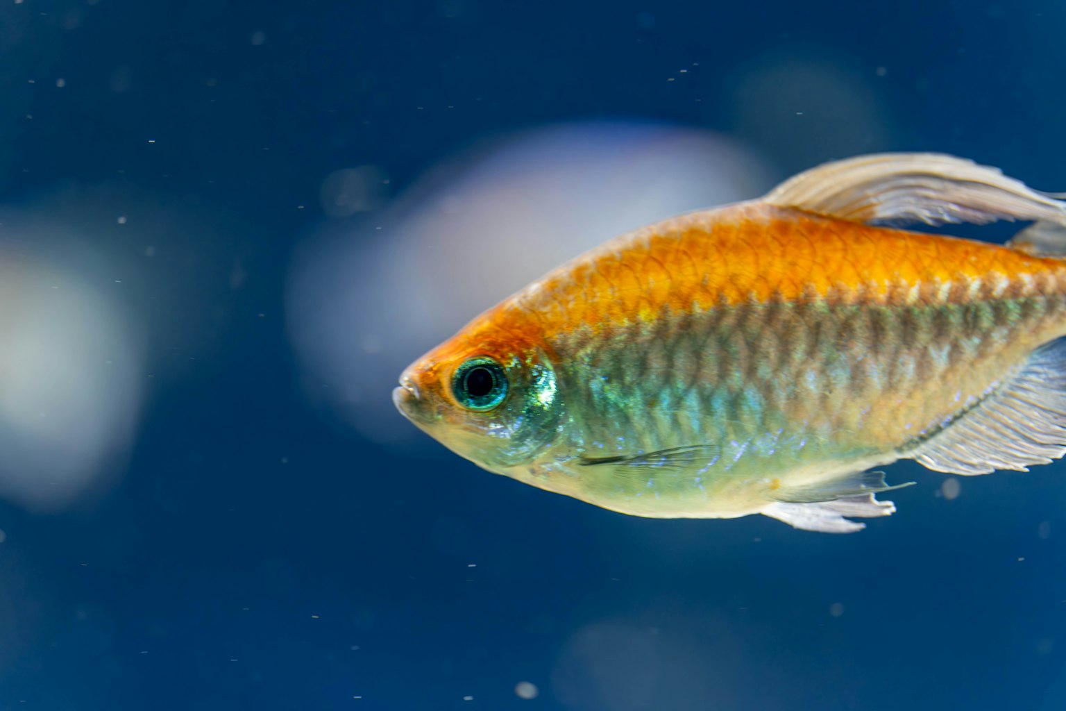 Nahaufnahme eines orangefarbenen Fisches vor blauem Hintergrund