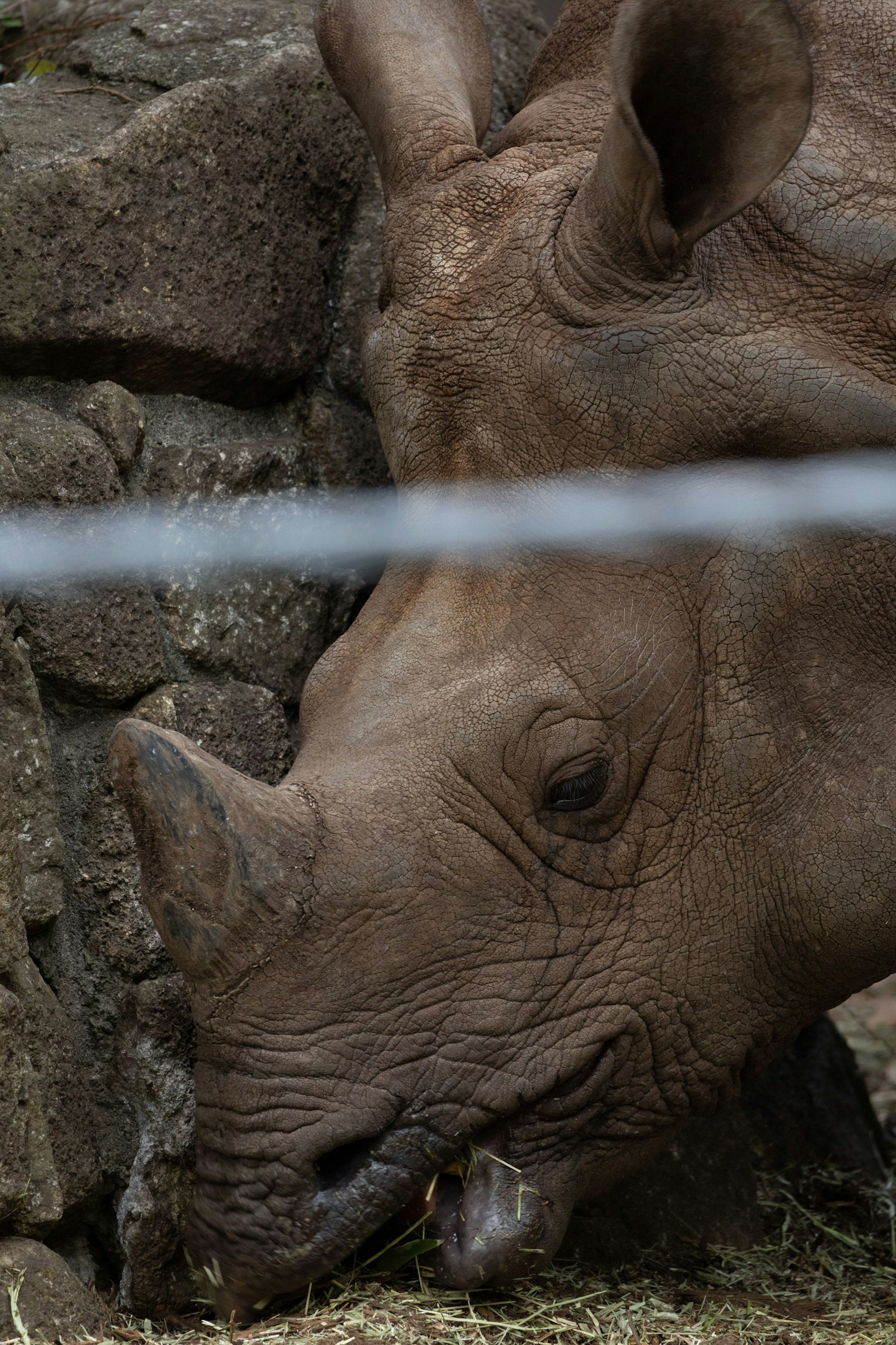 Ein Nashorn grast in der Nähe einer Steinmauer
