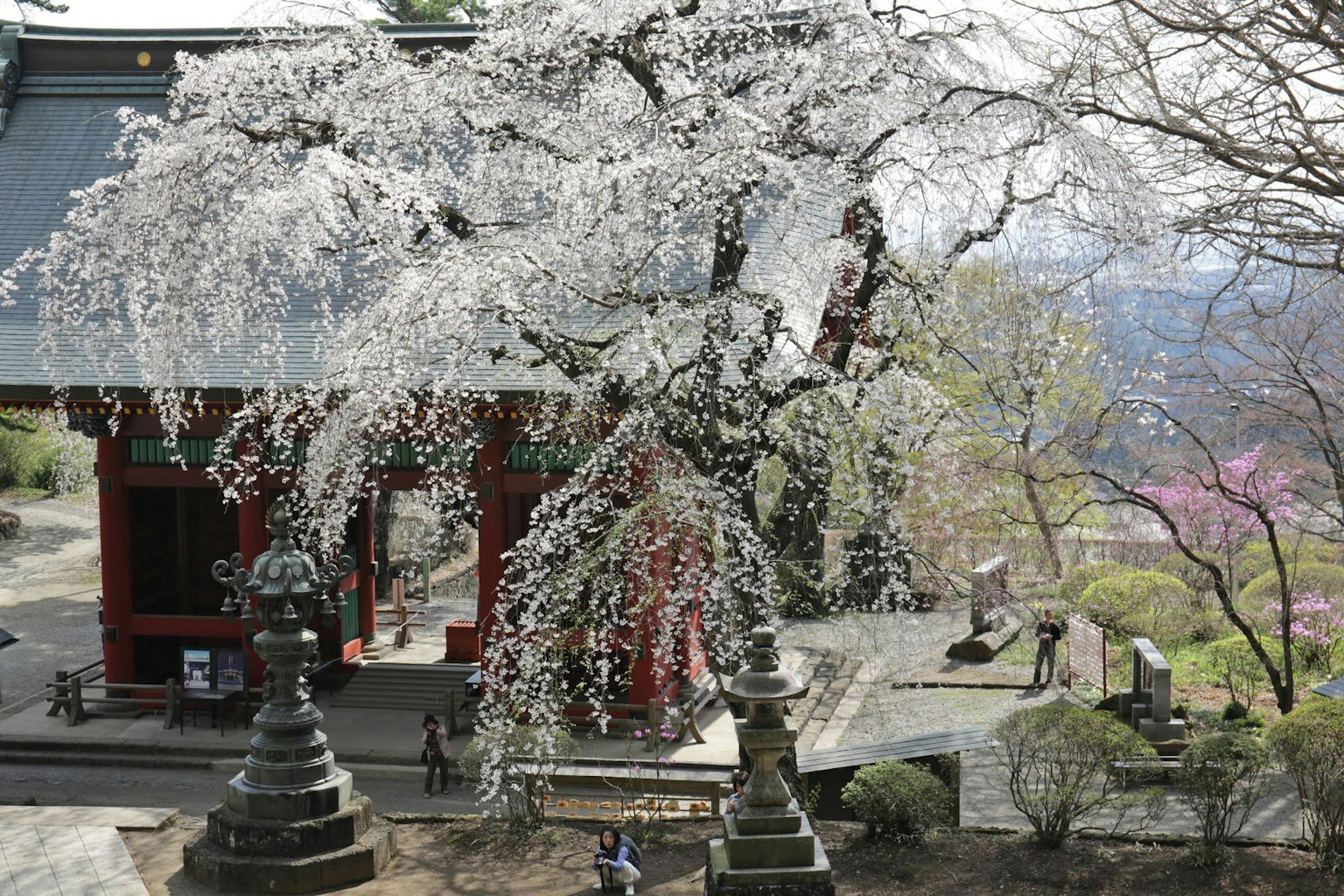 Vista escénica de un templo con cerezos en flor personas caminando cerca
