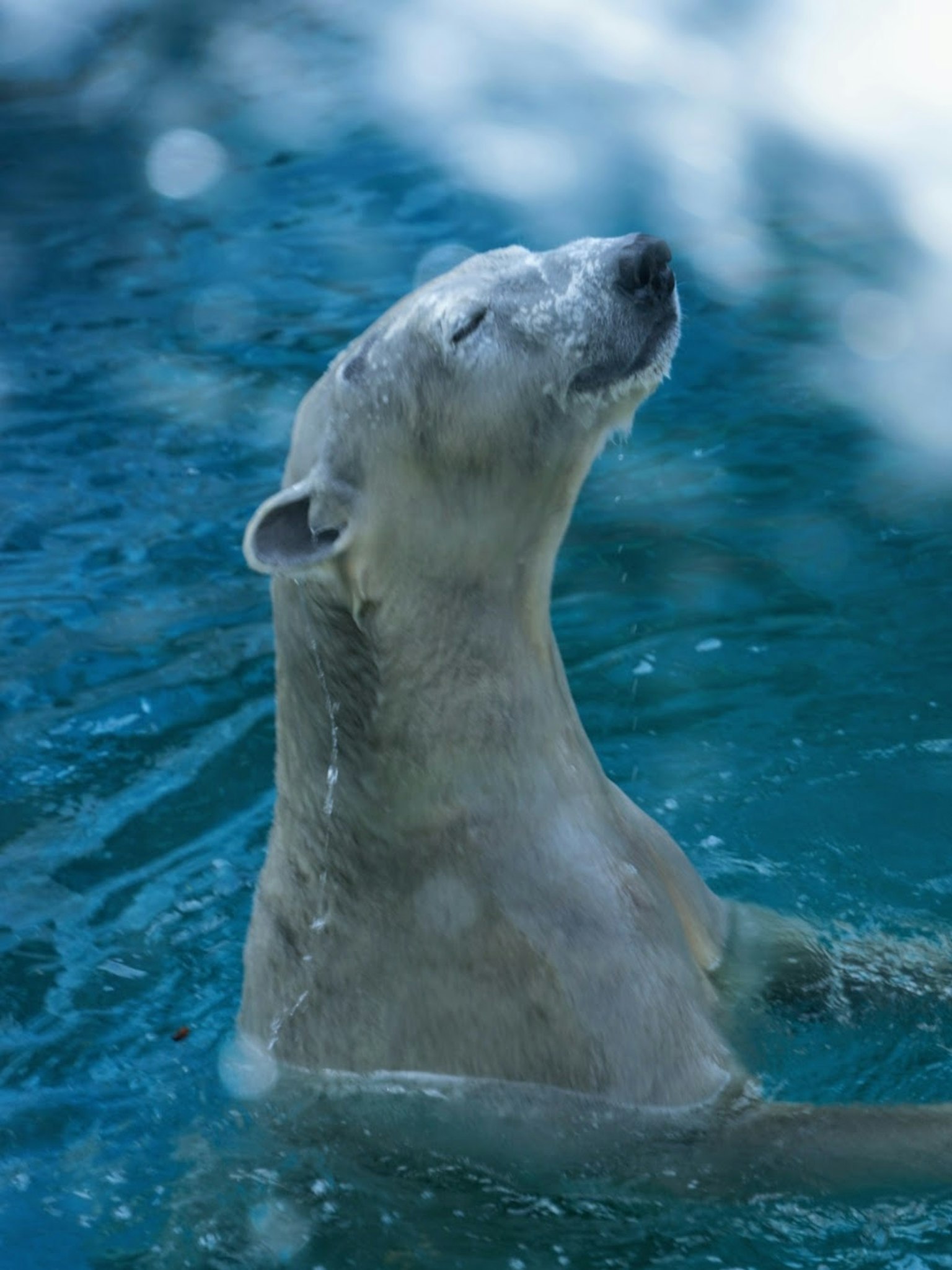 A polar bear floating contentedly in water