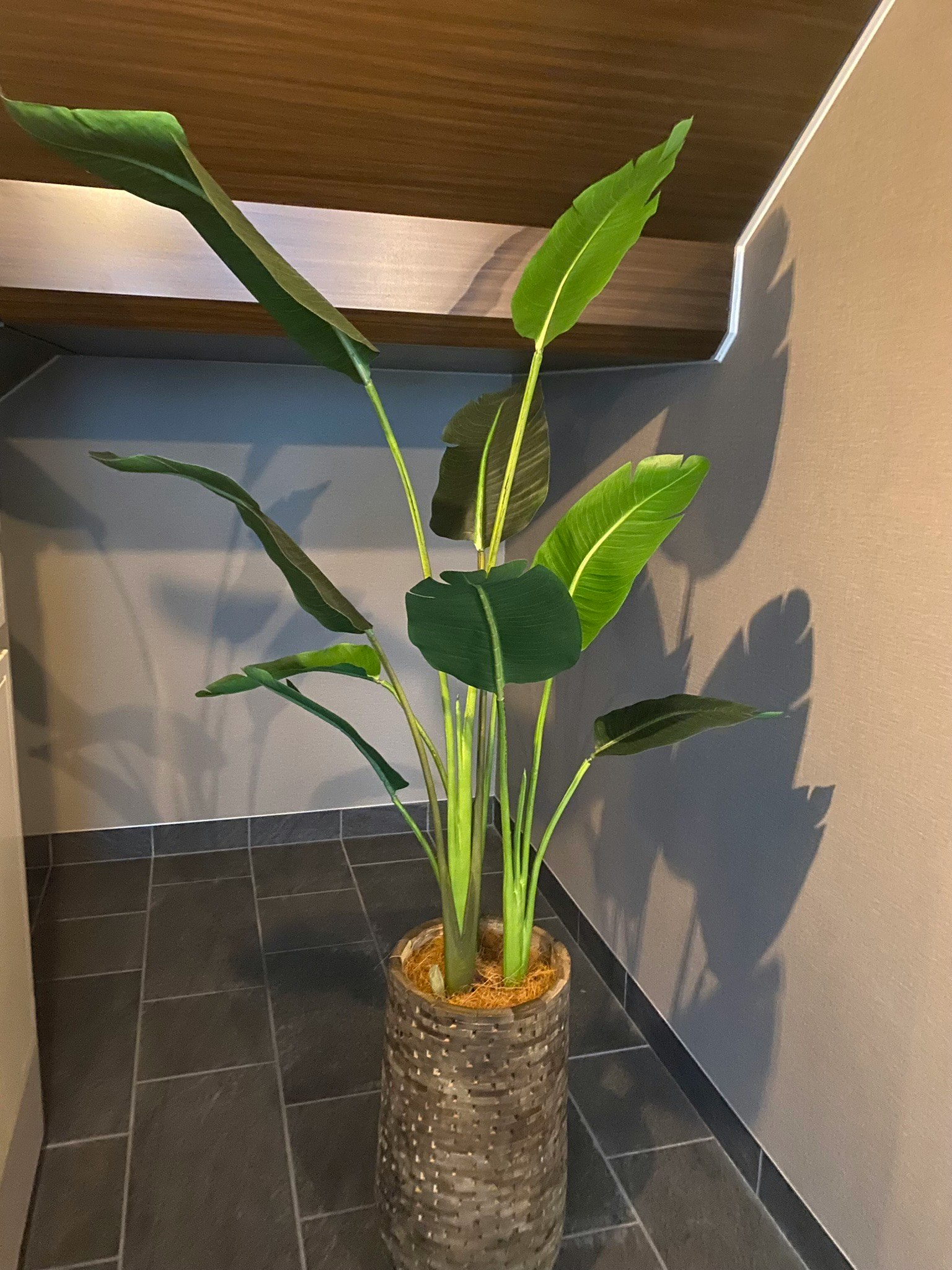 Una planta de interior de grandes hojas verdes ubicada en una esquina de la habitación