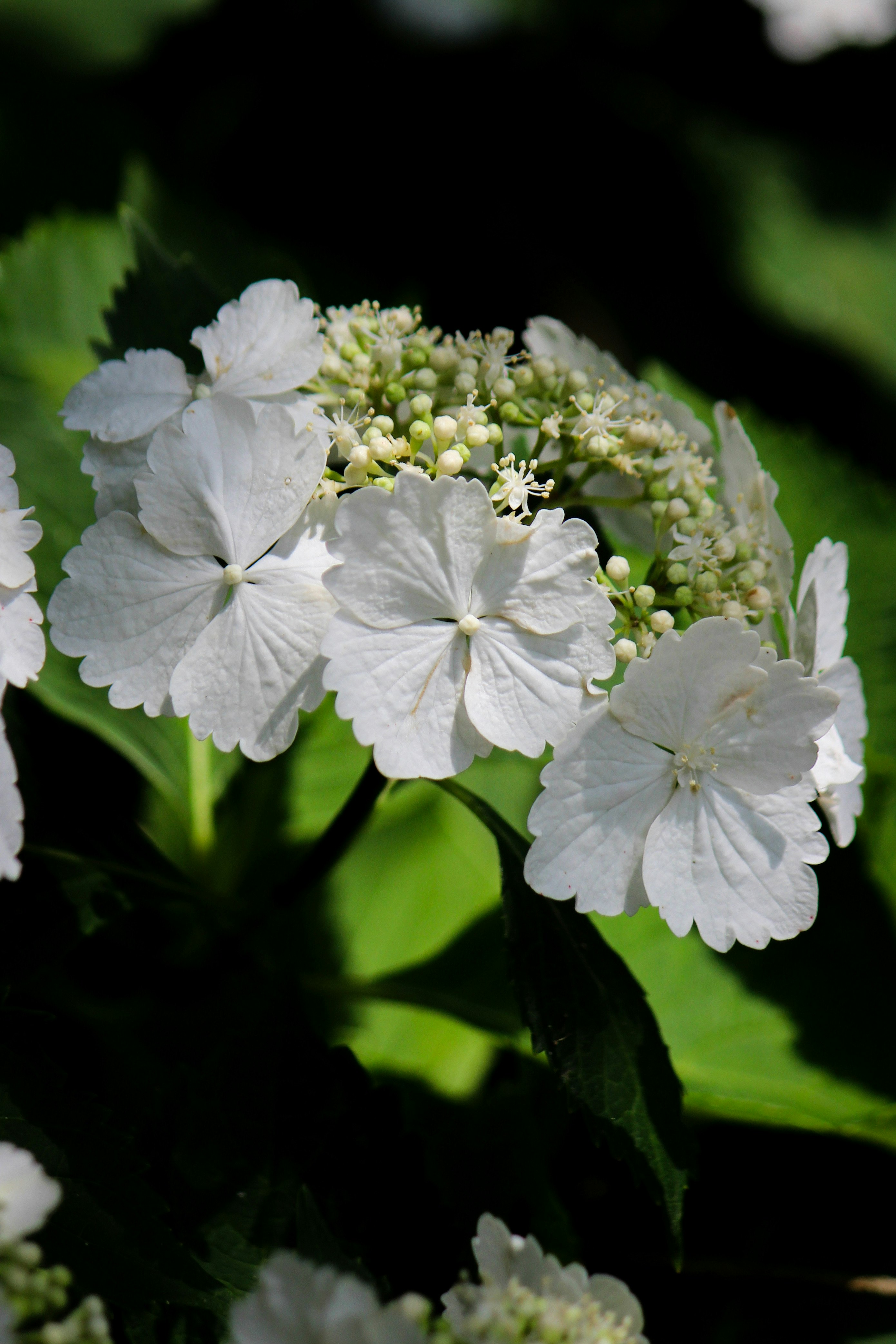 白い紫陽花の花と花房のクローズアップ