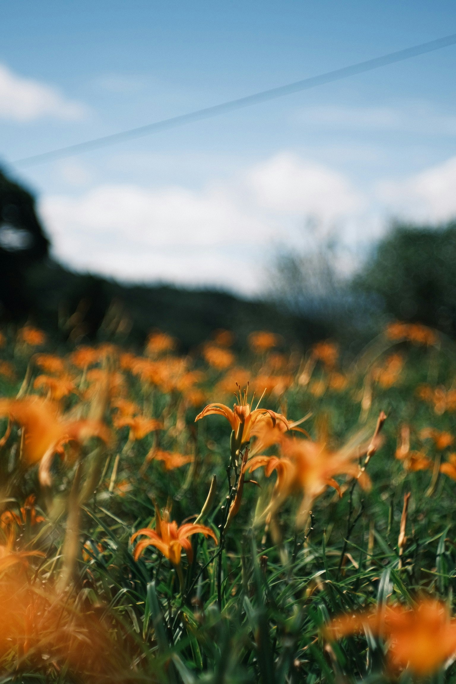 Orangefarbene Taglilienblüten auf einer Hanglage