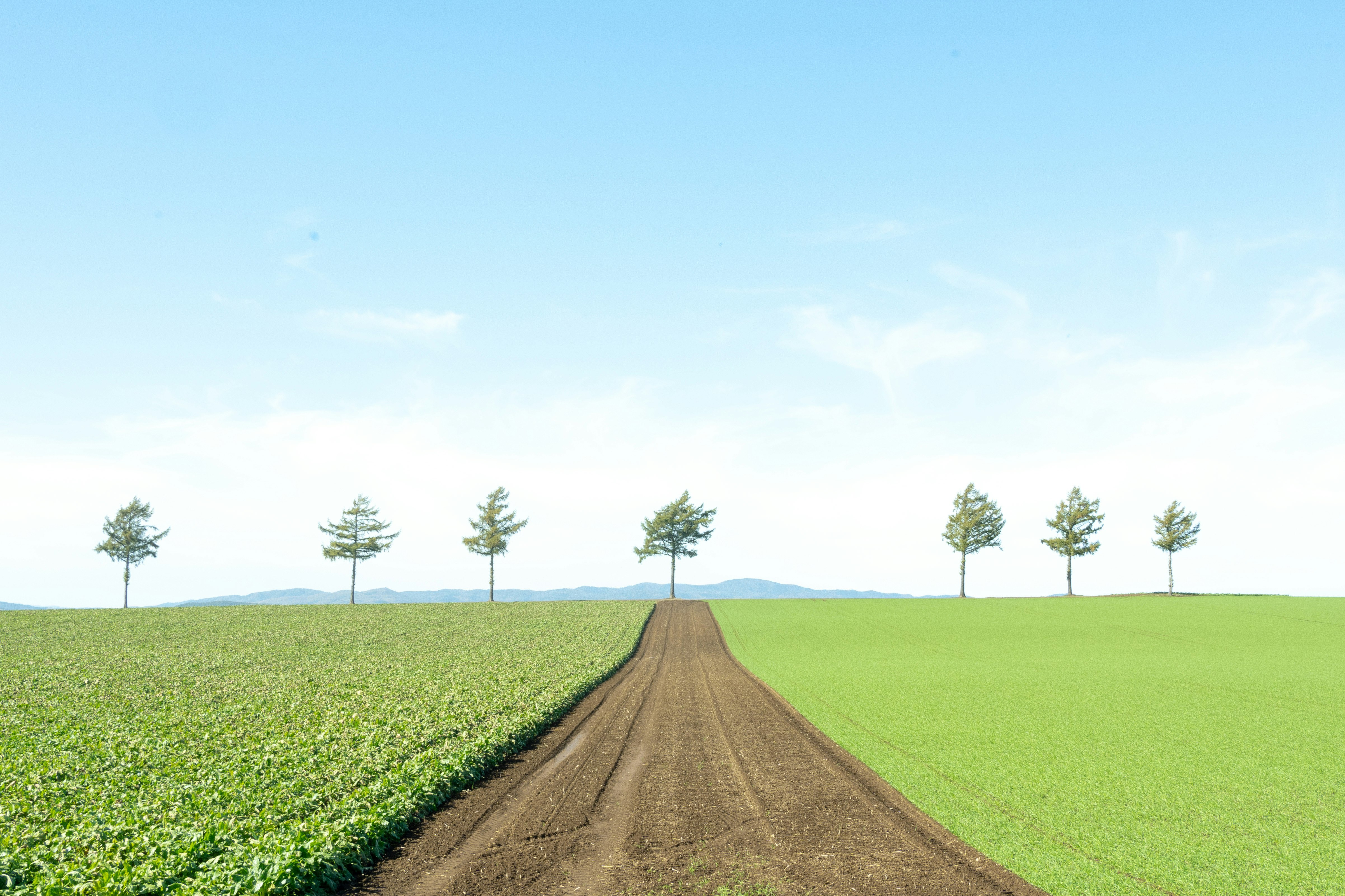 Un chemin droit à travers des champs verts sur la colline de Melchen