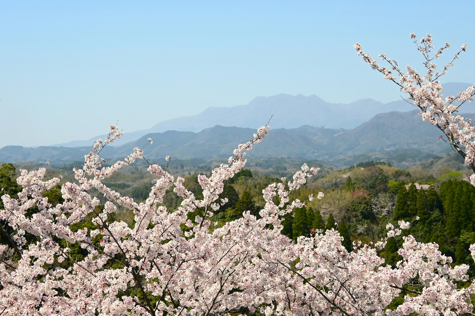 Fiori di ciliegio in fiore con montagne sullo sfondo