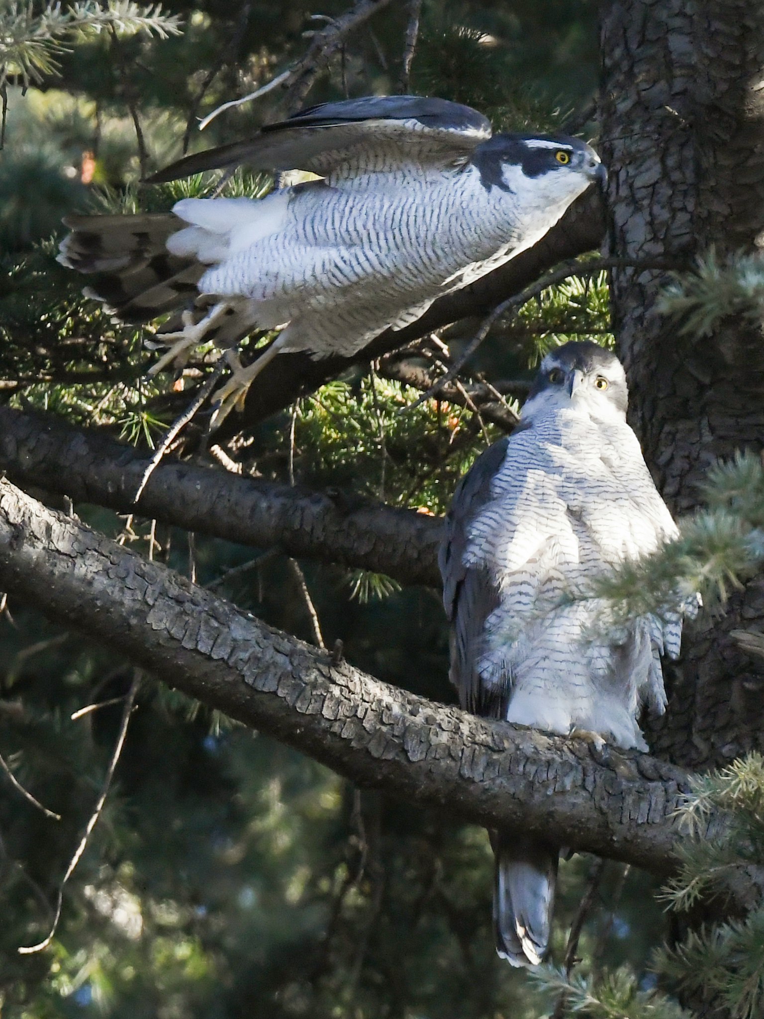 นกสองตัวเกาะอยู่บนกิ่งไม้ ตัวหนึ่งกำลังเตรียมตัวบิน