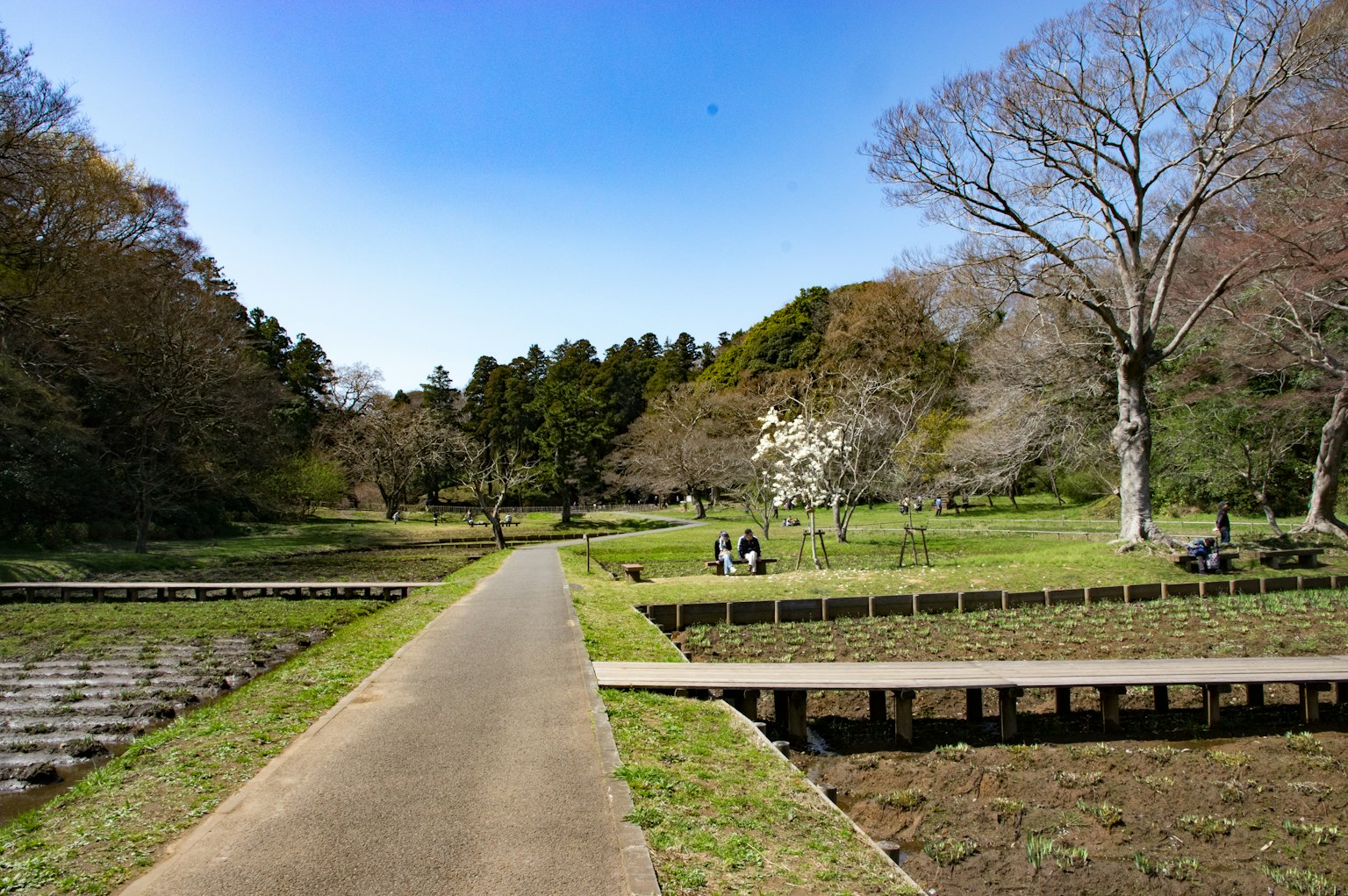 綠樹環繞的公園中的鋪砌小路