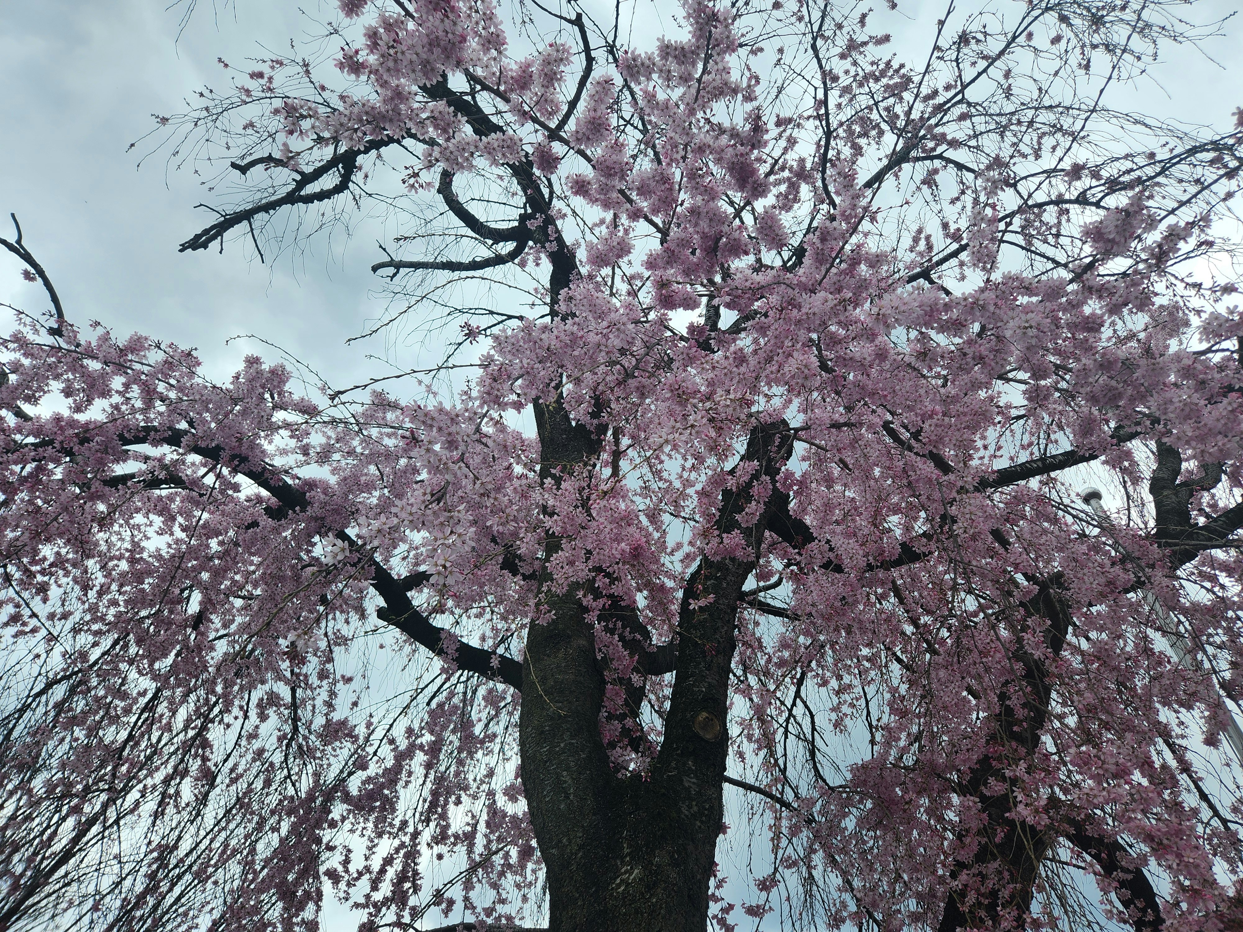 粉色垂枝樱花盛开在天空映衬下的枝条