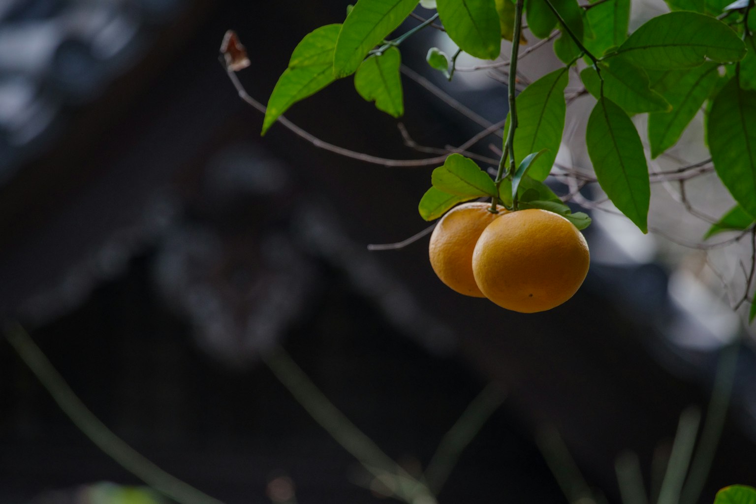 Dos frutas naranjas colgando entre hojas verdes