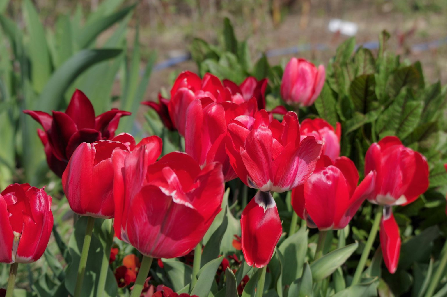 Un vivace bouquet di tulipani rossi che fioriscono in un giardino