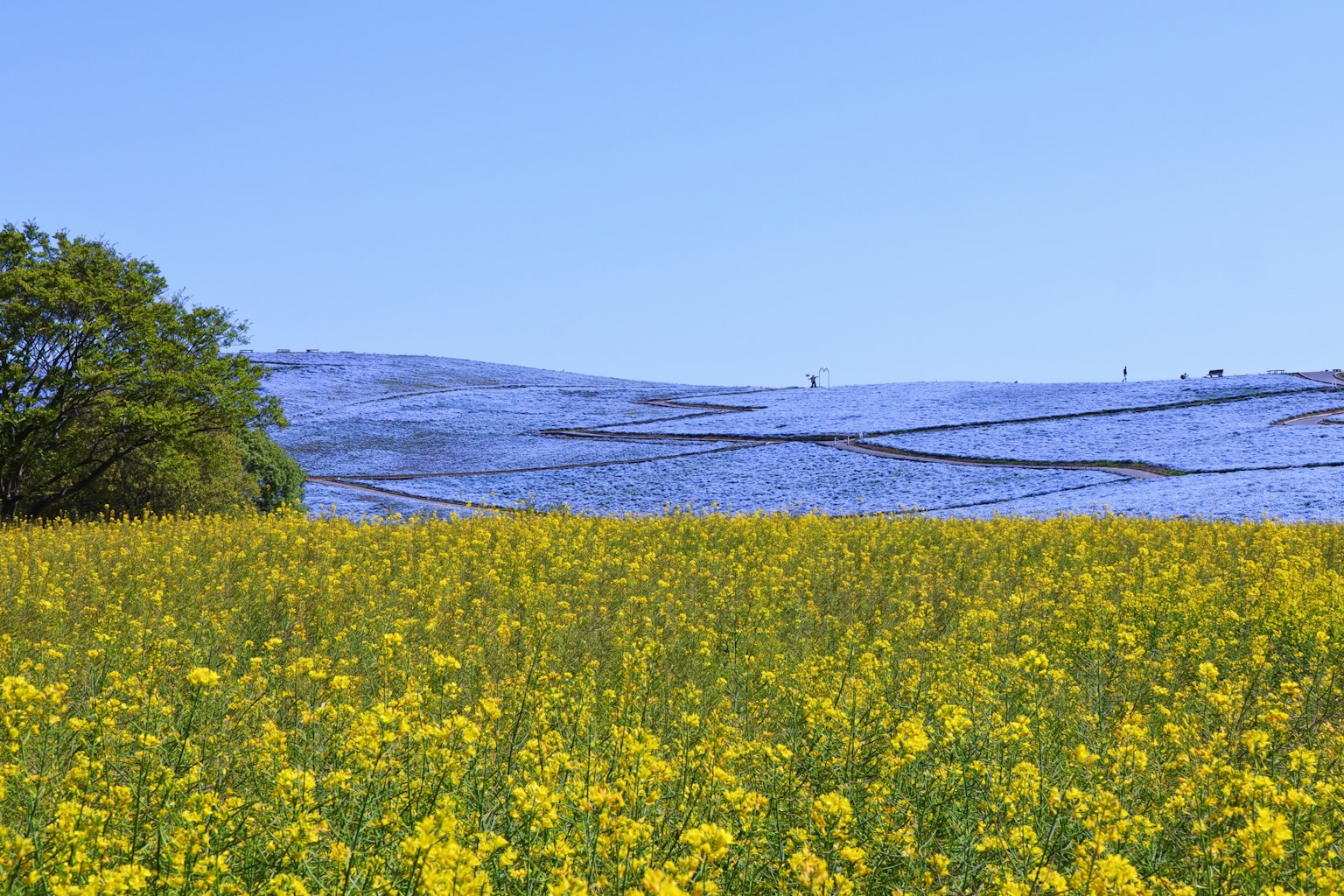 Paisaje de un campo de flores amarillas con una colina morada bajo un cielo azul