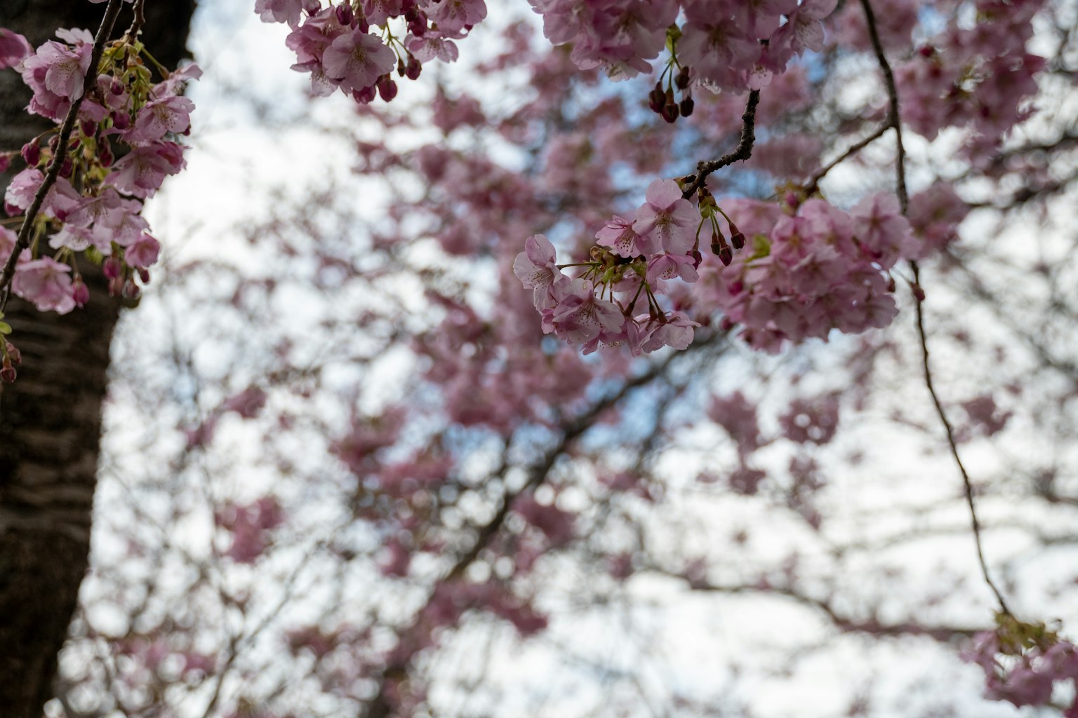 Gros plan sur des branches de cerisier en fleurs avec des fleurs roses sur fond de ciel bleu et de nuages